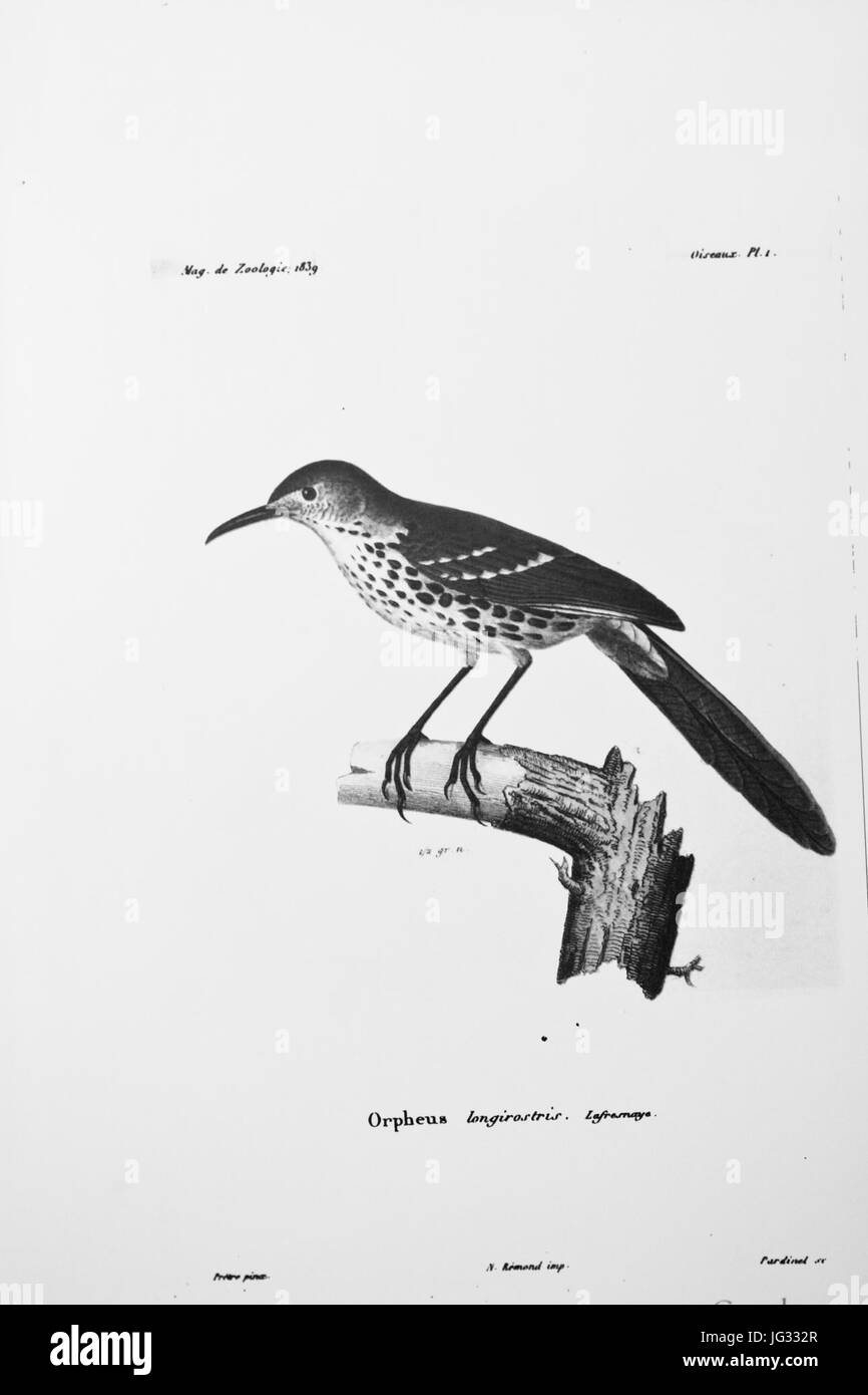 Langschnabel Spottdrossel Foto Stock