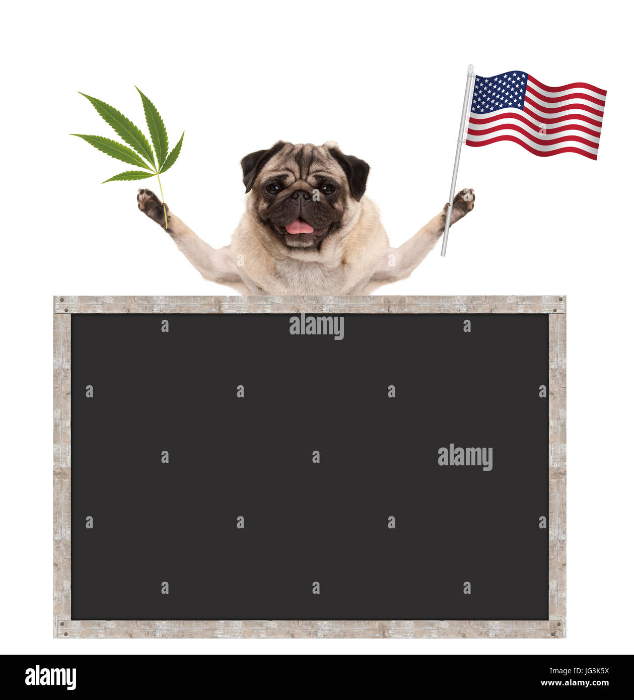 Sorridenti pug cucciolo di cane sventolando americana bandiera nazionale degli Stati Uniti d'America, con lavagna vuota, isolato su sfondo bianco Foto Stock