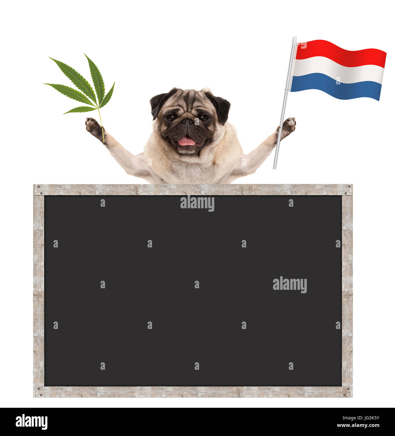 Sorridenti pug cucciolo di cane sventolando olandese bandiera nazionale dei Paesi Bassi e la marijuana weed foglia, con lavagna vuota, isolato su bianco backgroun Foto Stock