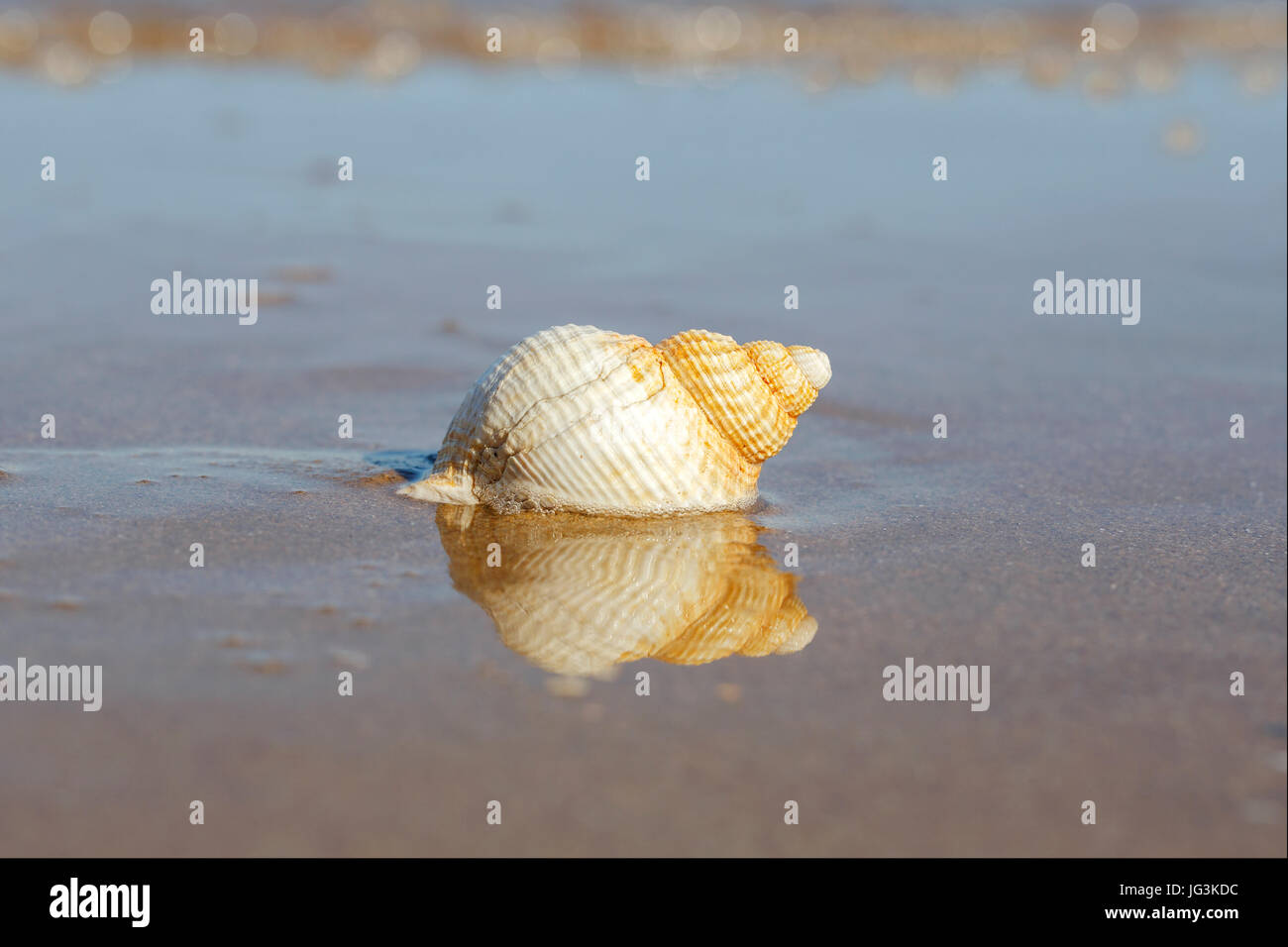 Comune di Buccino Shell sul litorale Foto Stock