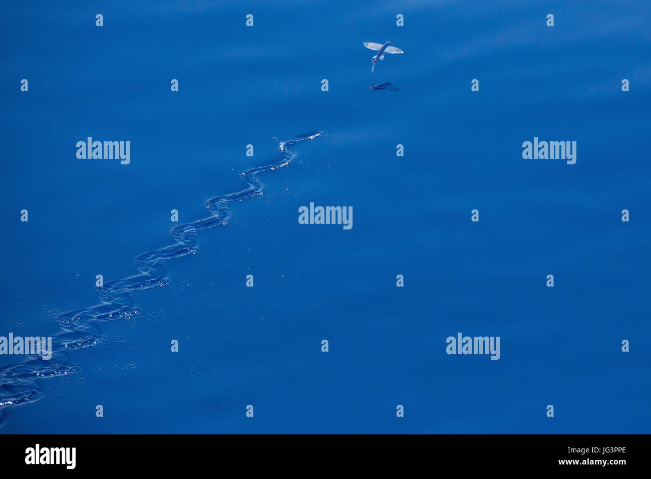 Pesci volanti pittura con acqua su un mare calmo Foto Stock