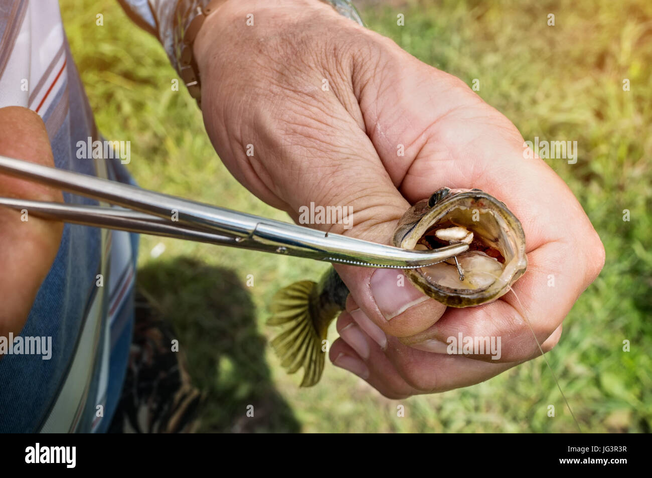 Estrazione del gancio dalla bocca del pesce dalla pinza su una soleggiata giornata estiva di pesca mano maschio. Foto Stock