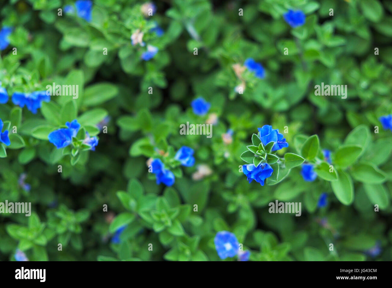 Bella terra gloria di mattina bush nel giardino. Foto Stock