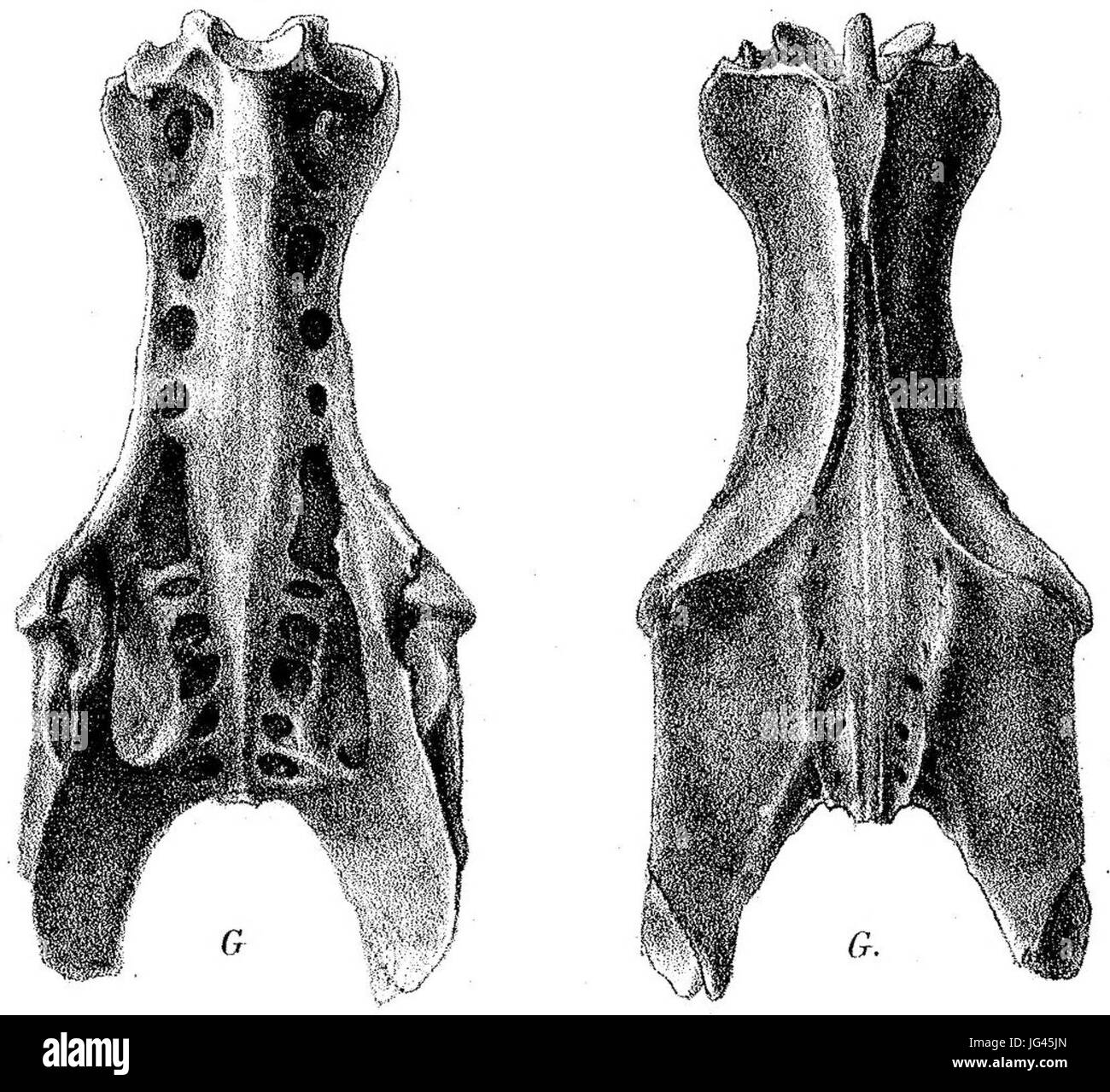 Nycticorax megacephalus Foto Stock