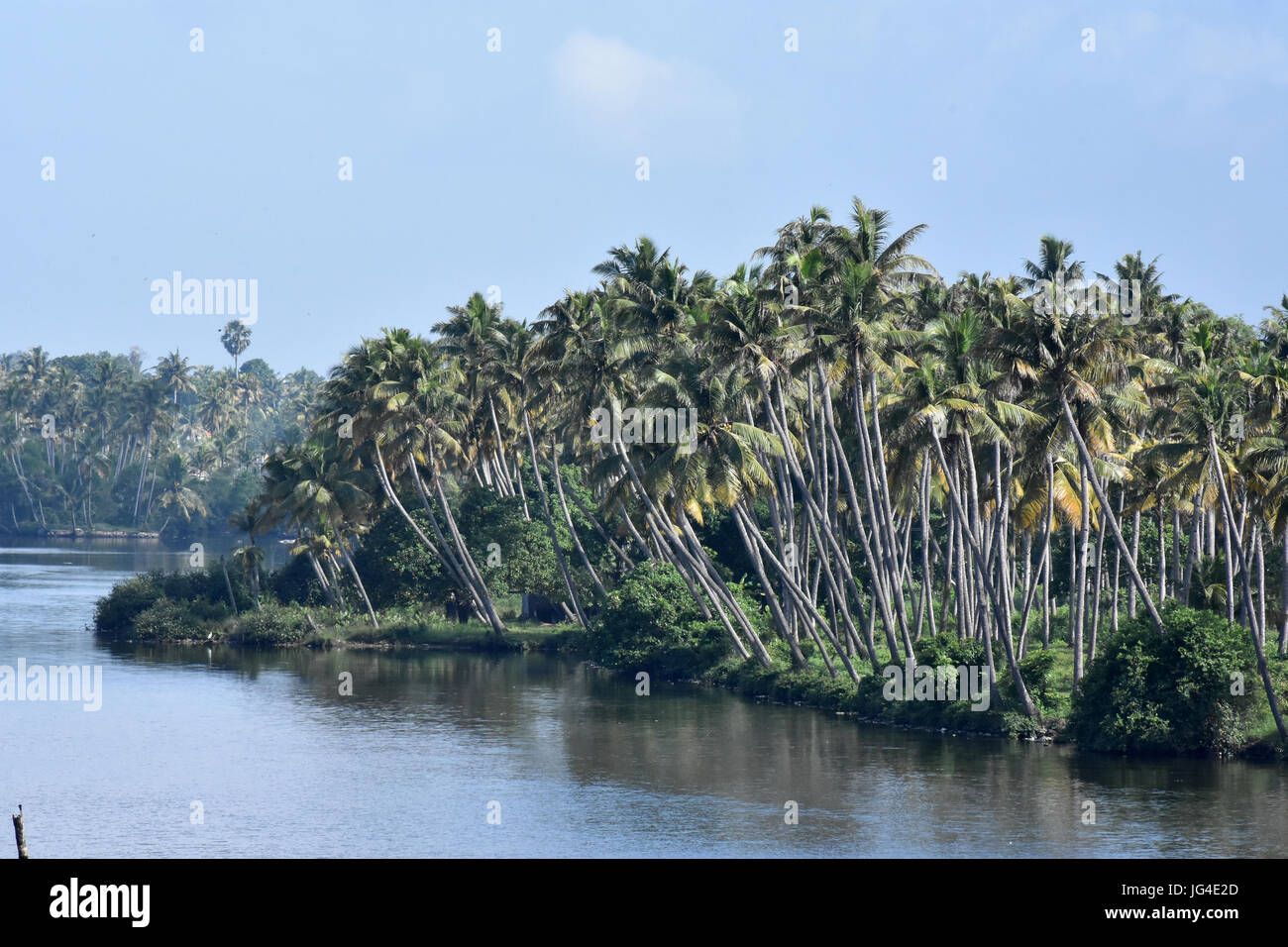 Gli alberi di cocco del Kerala Foto Stock