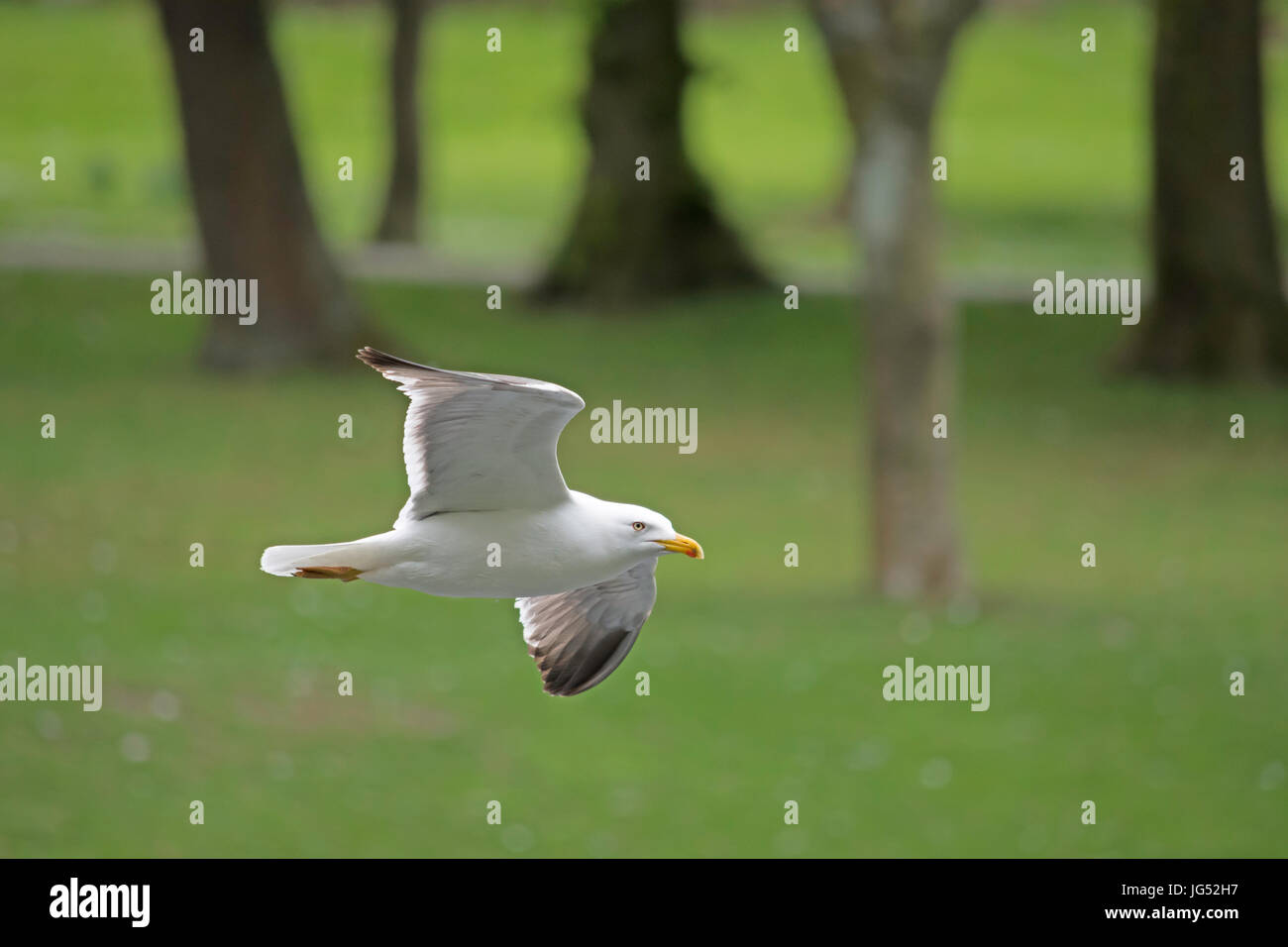 Immagine ravvicinata di un nero intitolata gabbiano battenti Foto Stock