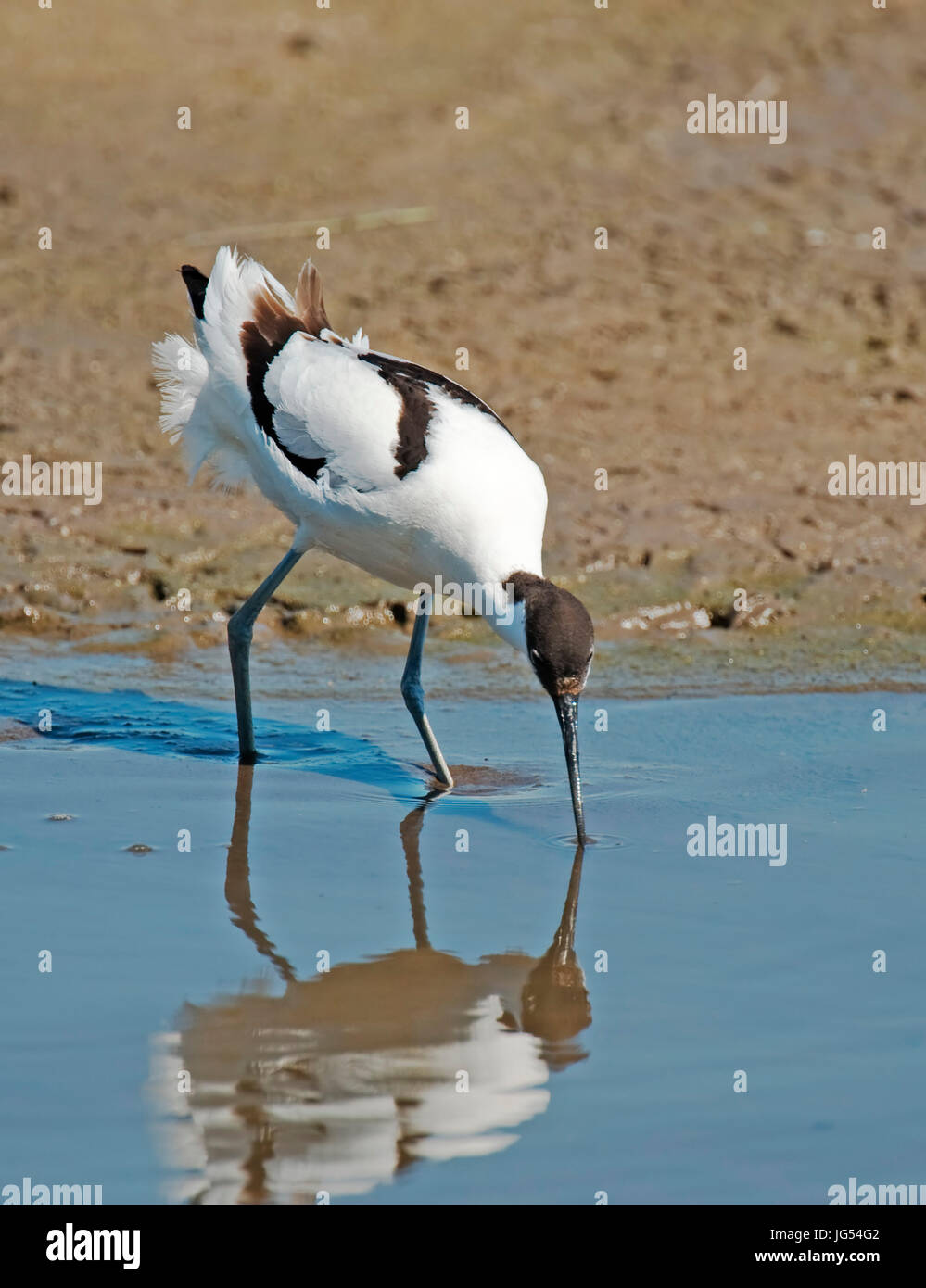 Avocette Marshside Southport Foto Stock