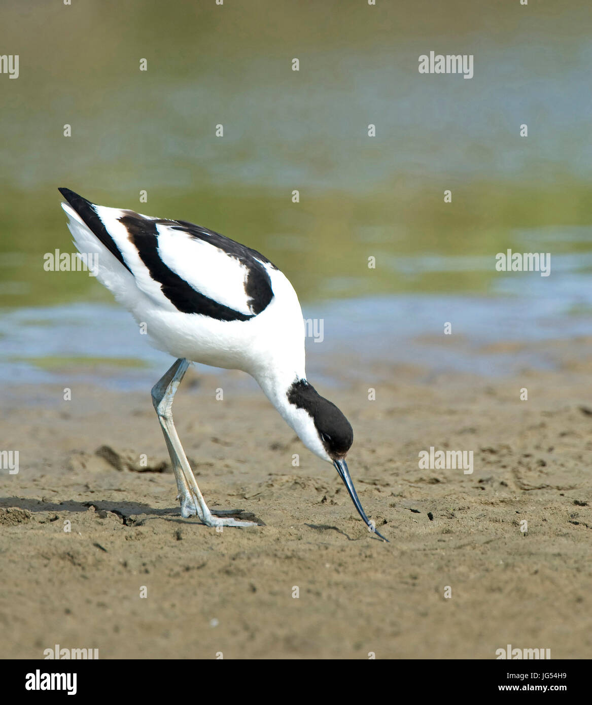 Avocette Marshside Southport Foto Stock