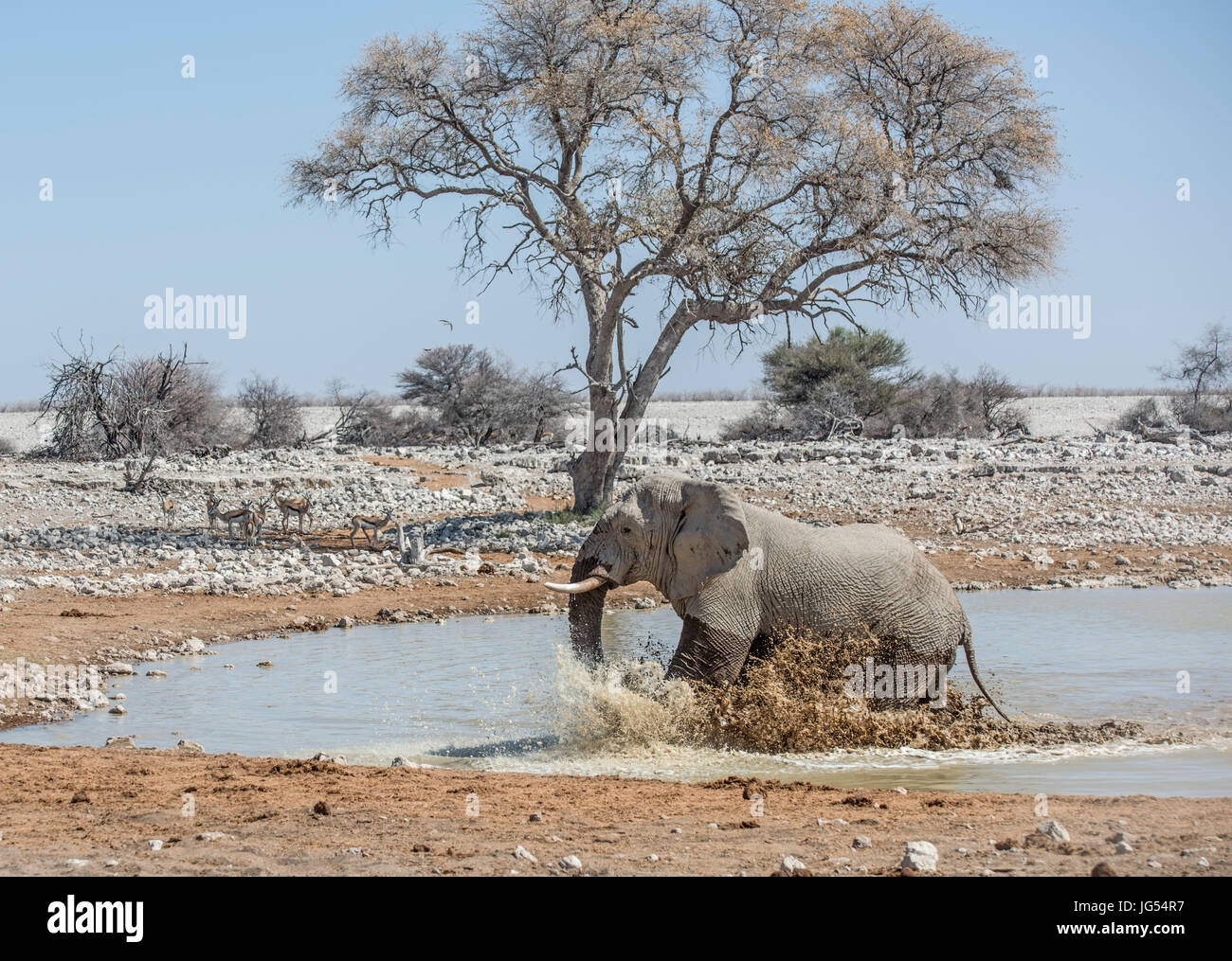 Elefante africano (Loxodonta africana) a waterhole. Etosha, Namibia Foto Stock