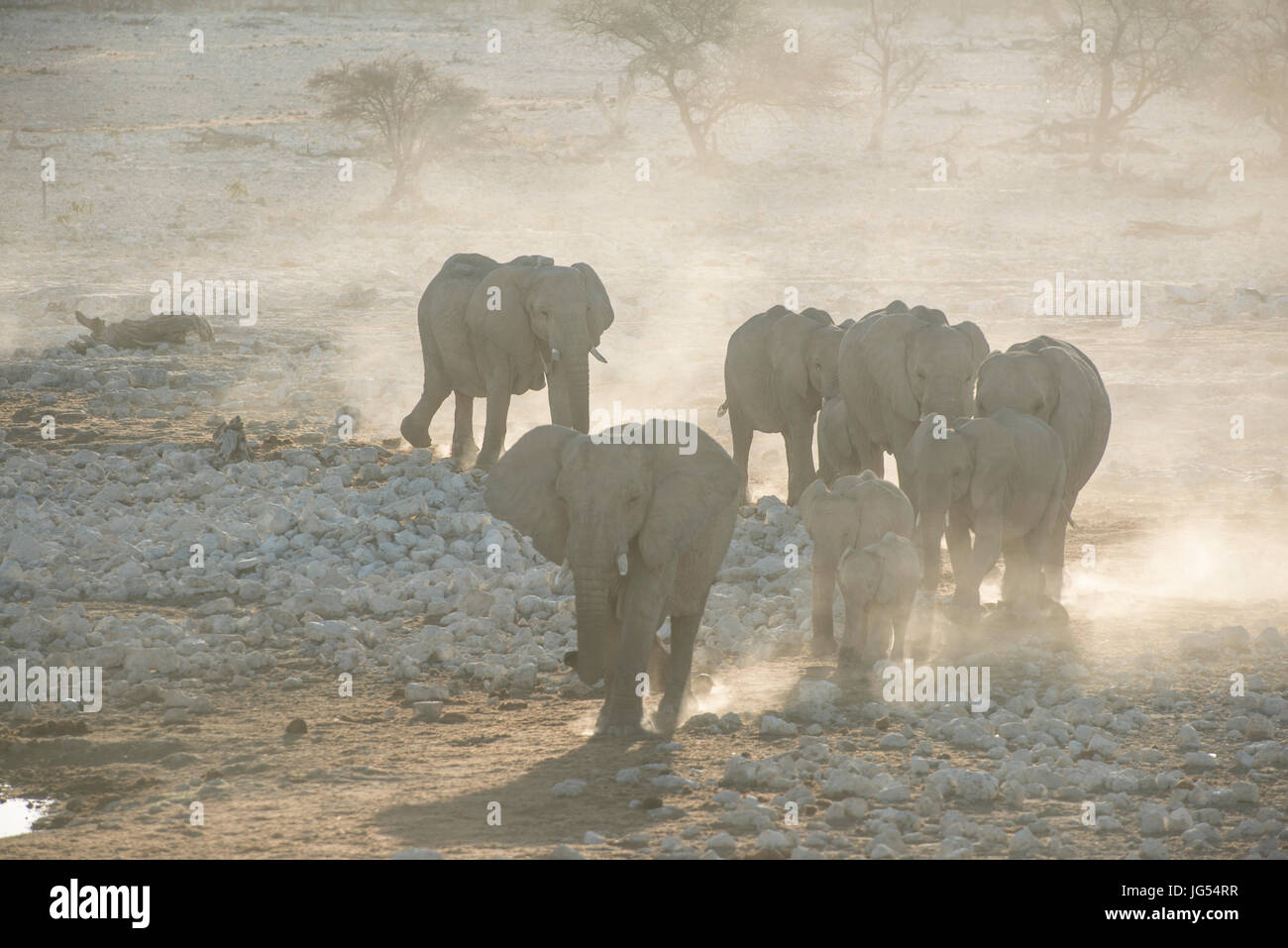Elefante: Loxodonta africana. Etosha, Namibia. Famiglia a piedi waterhole al crepuscolo. Foto Stock