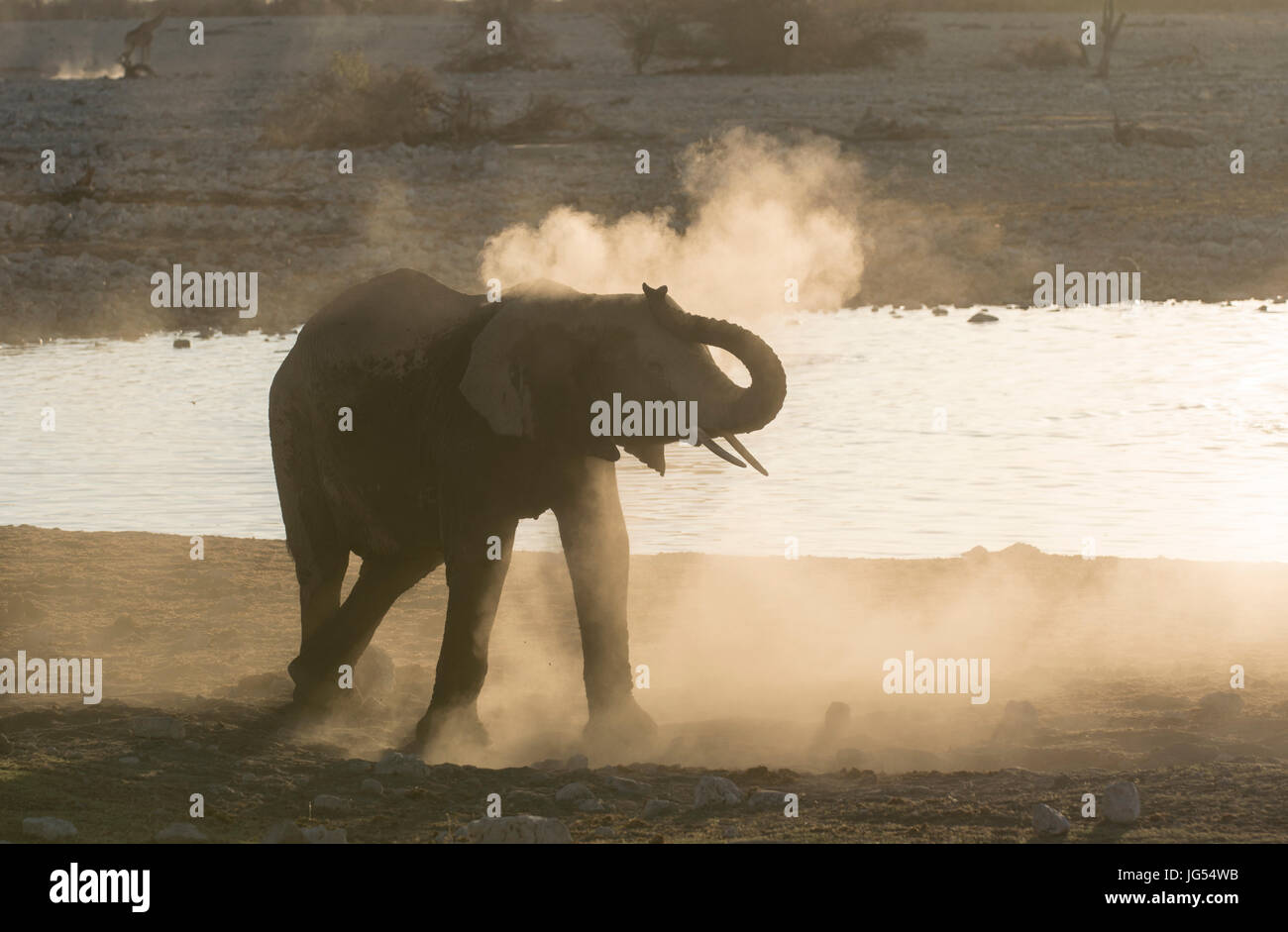 Elefante africano (Loxodonta africana) a waterhole. Etosha, Namibia. Foto Stock