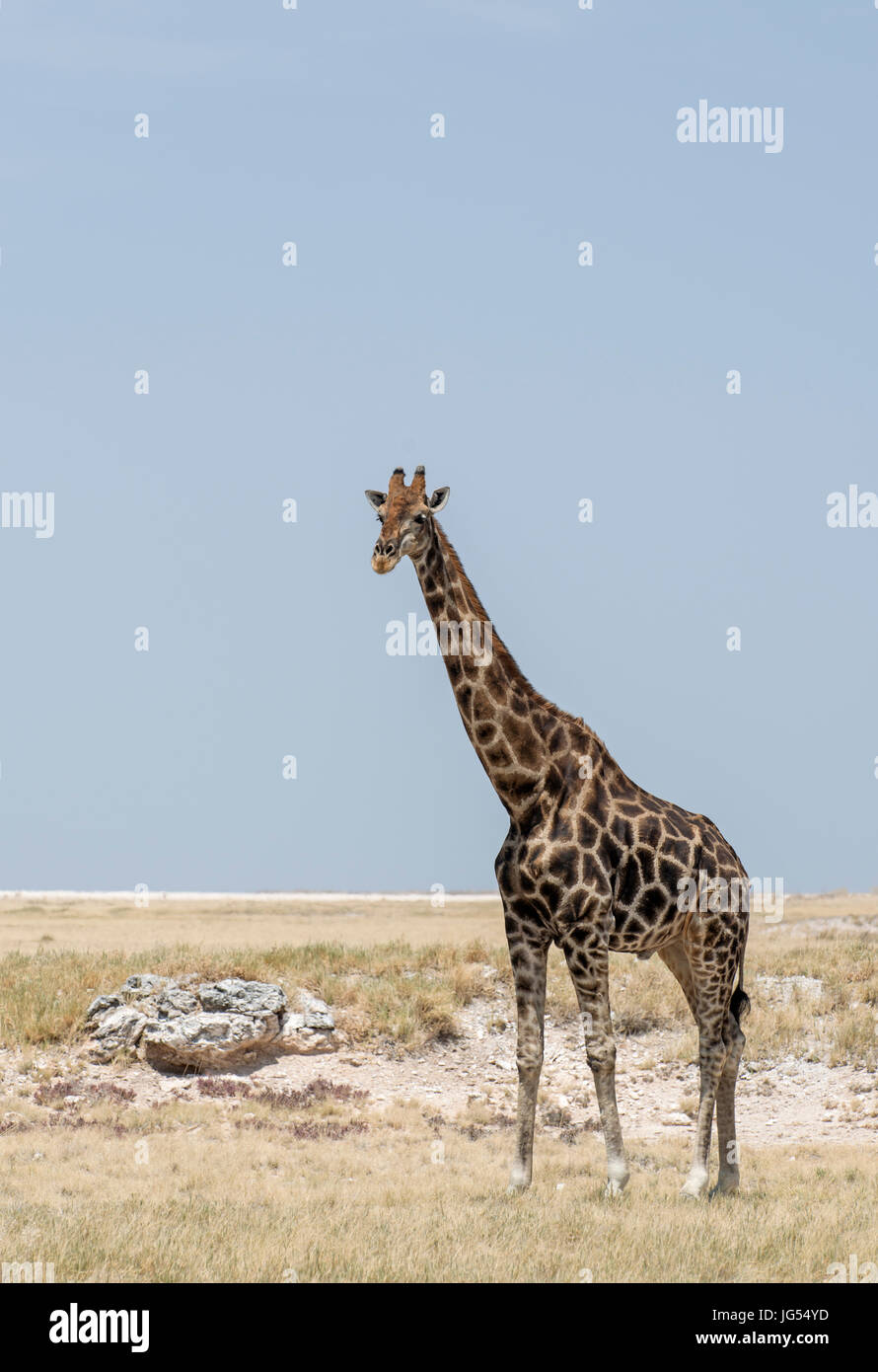 Giraffa meridionale: Giraffa camelopardalis. Etosha, Namibia. Foto Stock