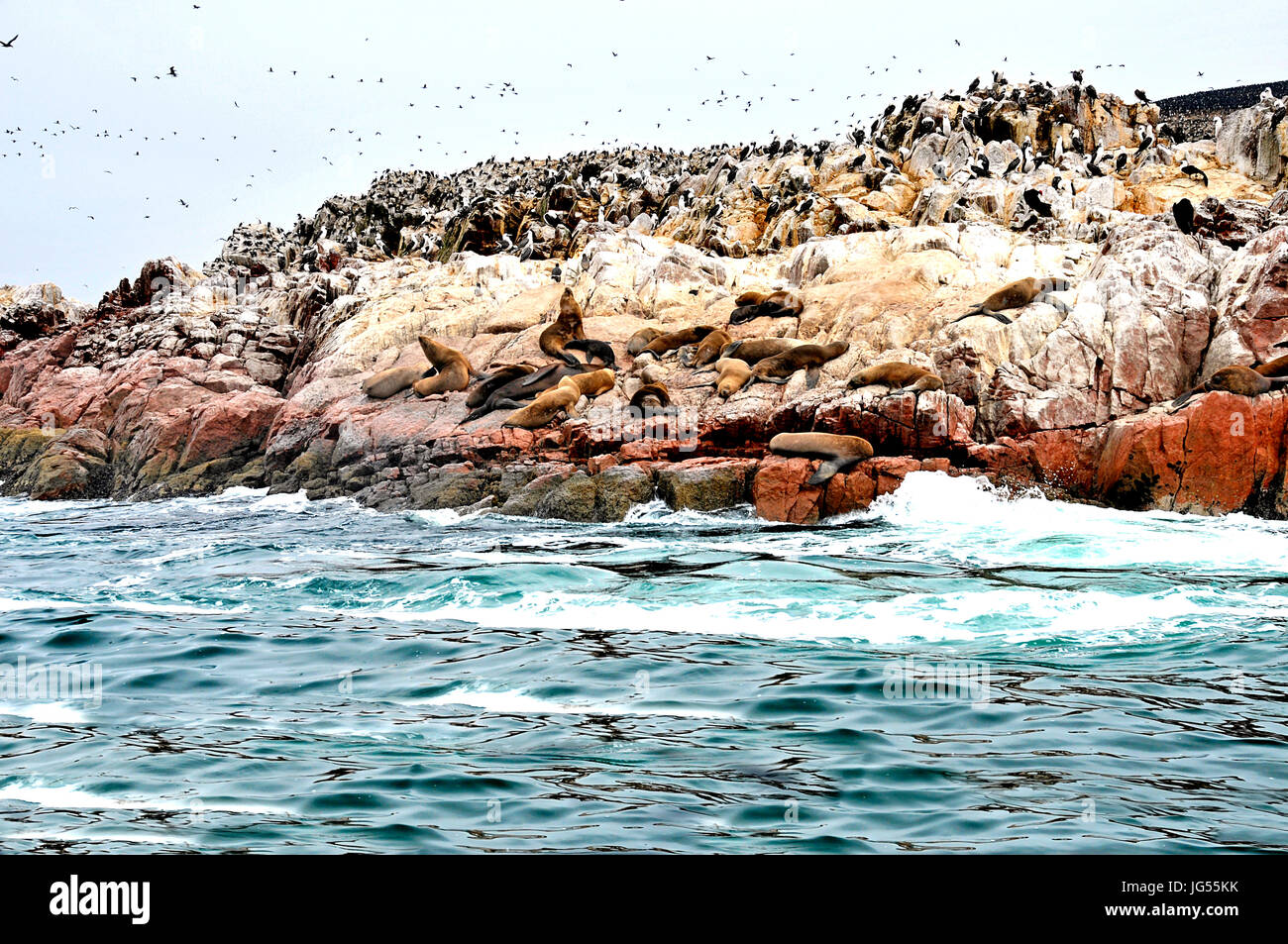 Le guarnizioni di tenuta e gli uccelli in corrispondenza alle Isole Ballestas vicino a Pisco, Perù il 3/23/2014 Foto Stock