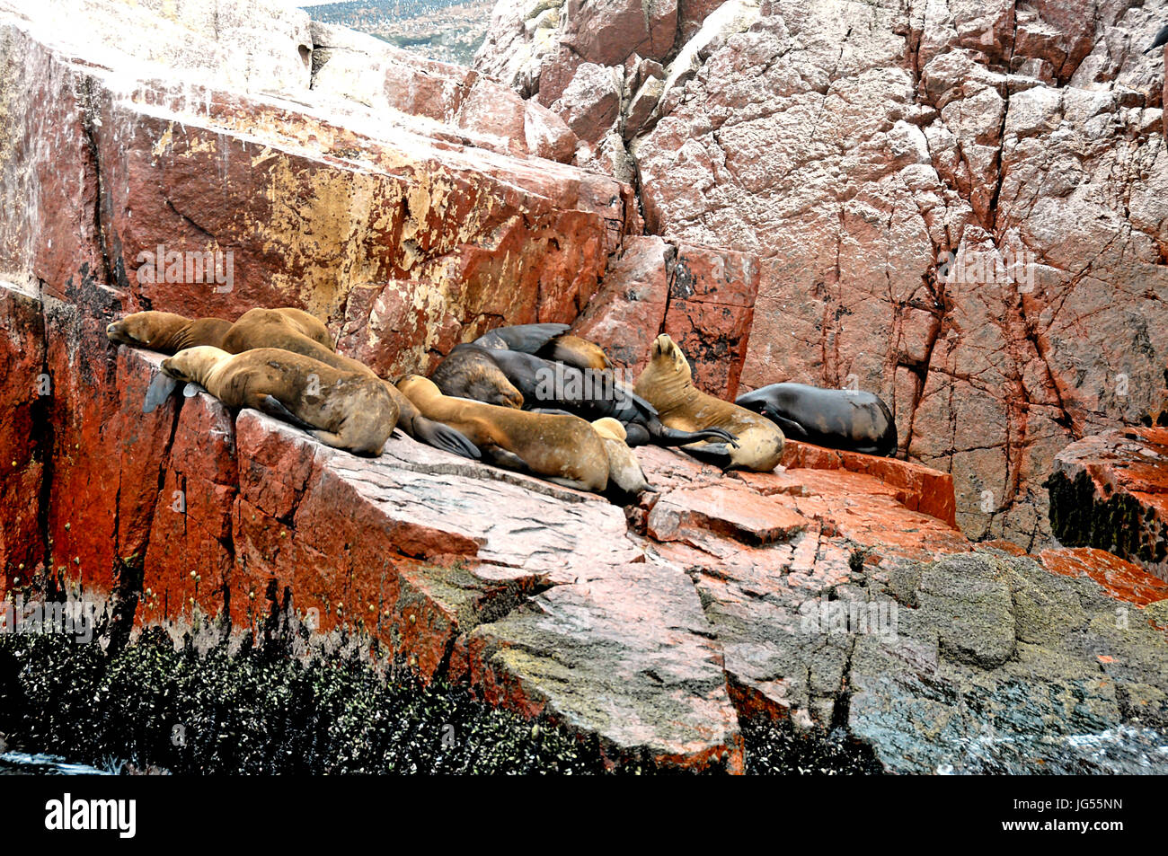 Guarnizioni alle Isole Ballestas vicino a Pisco, Perù il 3/23/2014 Foto Stock