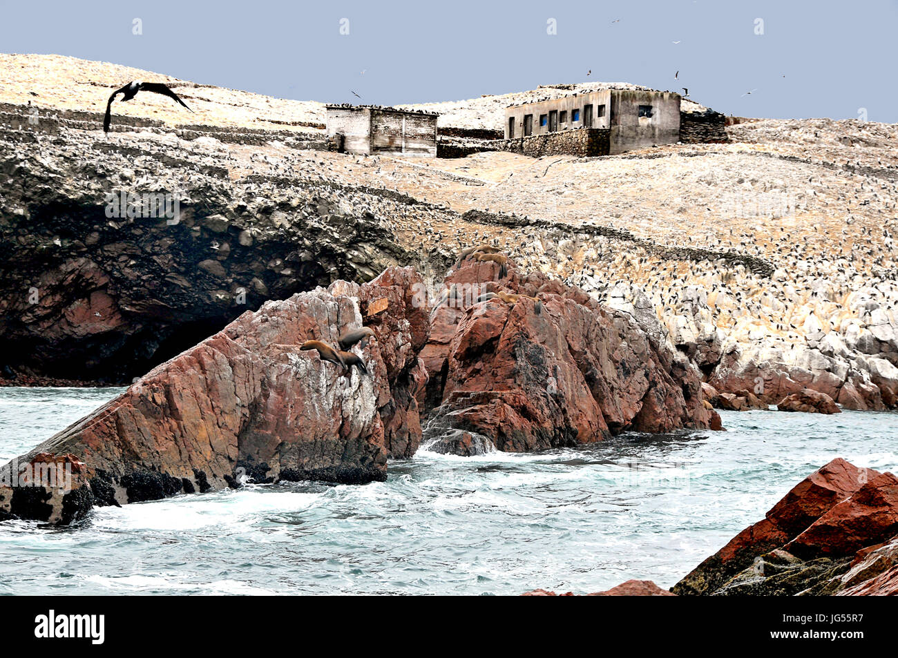 Le guarnizioni di tenuta e gli uccelli in corrispondenza alle Isole Ballestas vicino a Pisco, Perù il 3/23/2014 Foto Stock