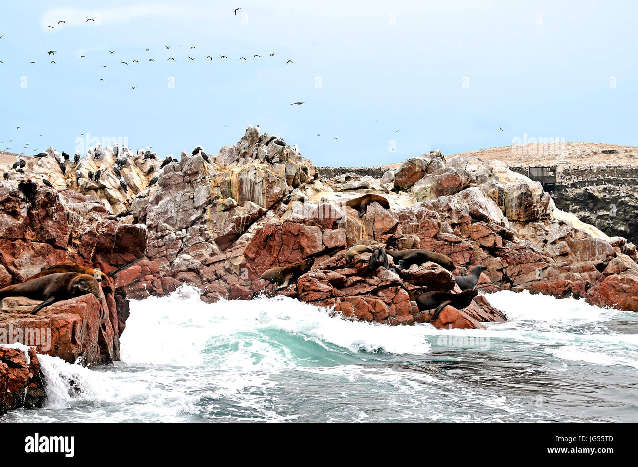 Le guarnizioni di tenuta e gli uccelli in corrispondenza alle Isole Ballestas vicino a Pisco, Perù il 3/23/2014 Foto Stock