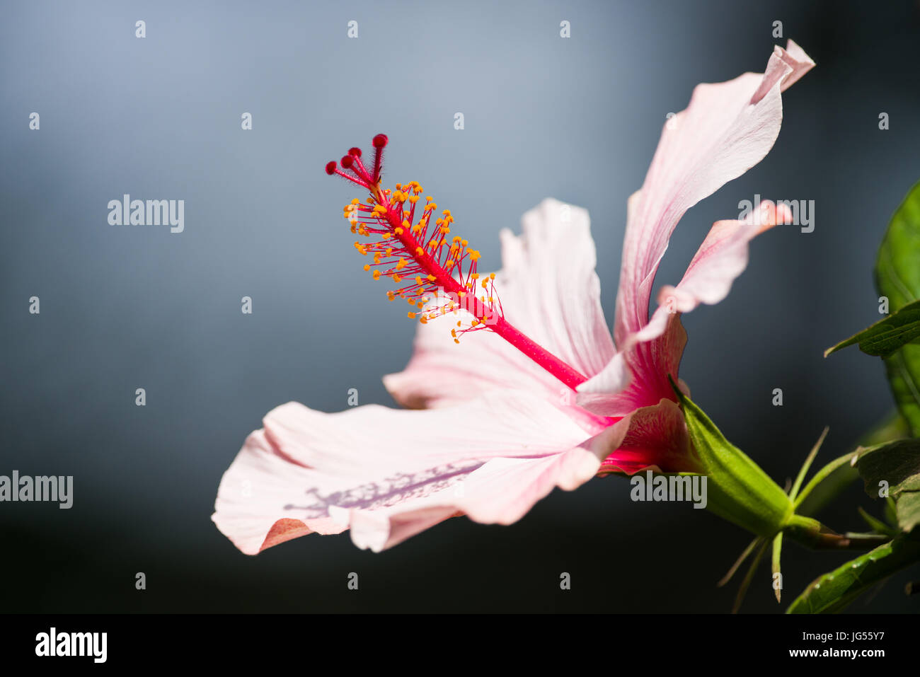 Rosa e Bianco Fiori di ibisco, Kenya Foto Stock