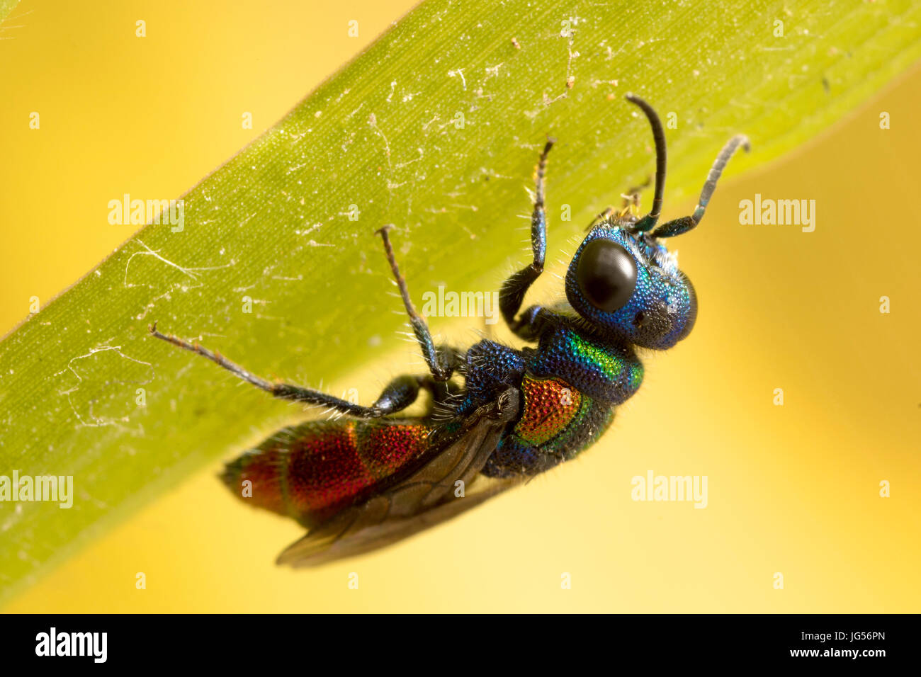 Il cuculo Vespa: una vespa parassita che depone le uova in altri wasp's Nest, proprio come un cucù. Foto Stock