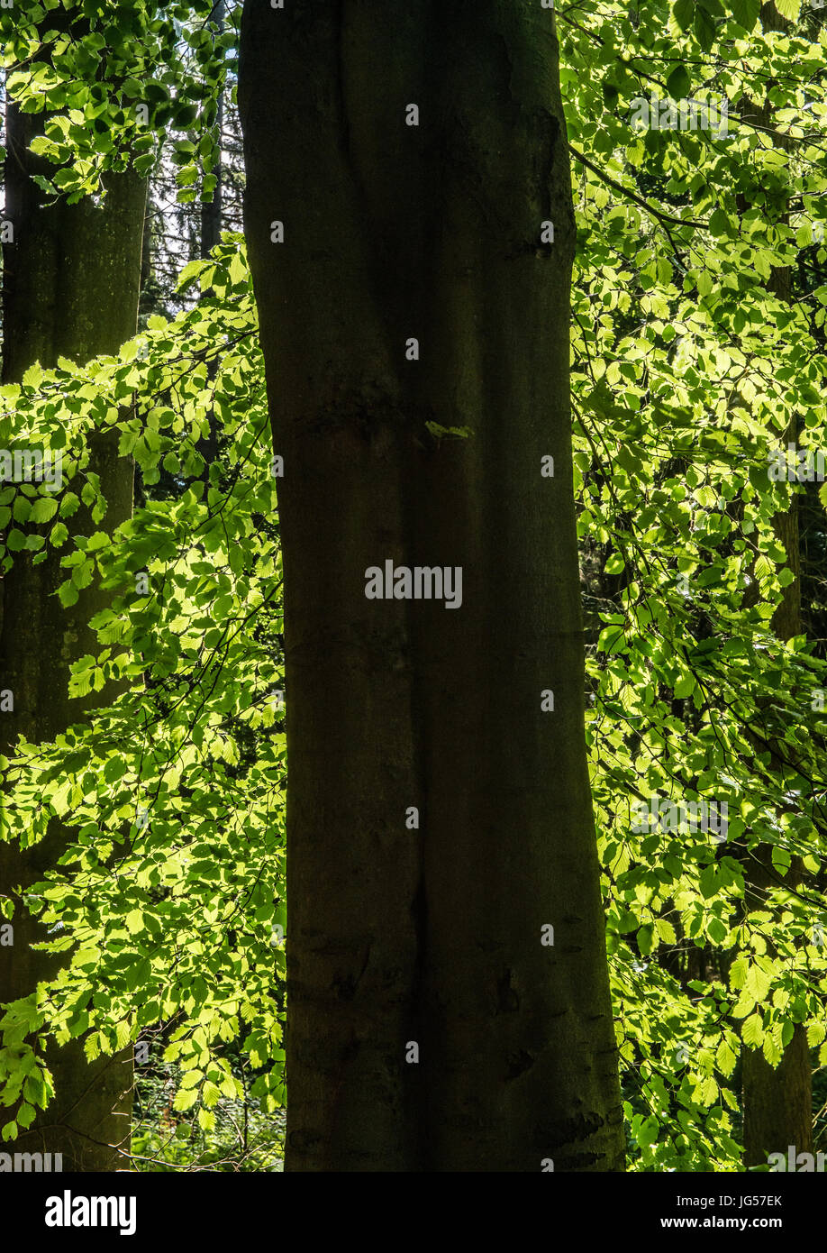 Tronco di albero con silhouette luminose e baciata dal sole lascia su entrambi i lati Foto Stock