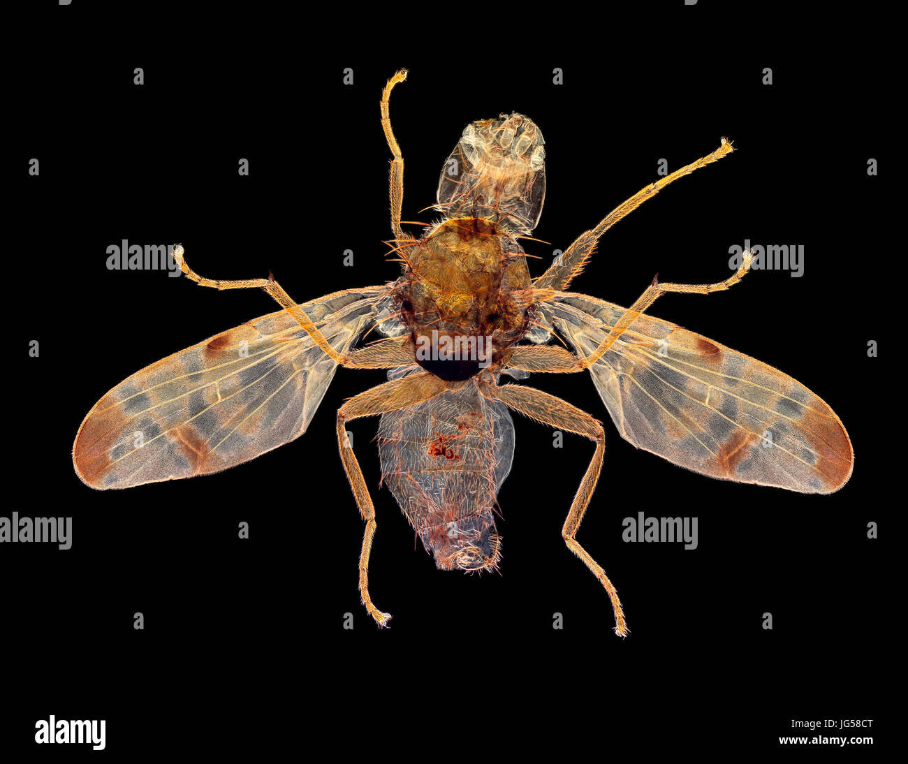 Bardana gall fly maschio, Tephritis bardanae, campo oscuro macro immagine, Tephritis bardanae è un foto-winged fly della famiglia Tephritidae, Foto Stock