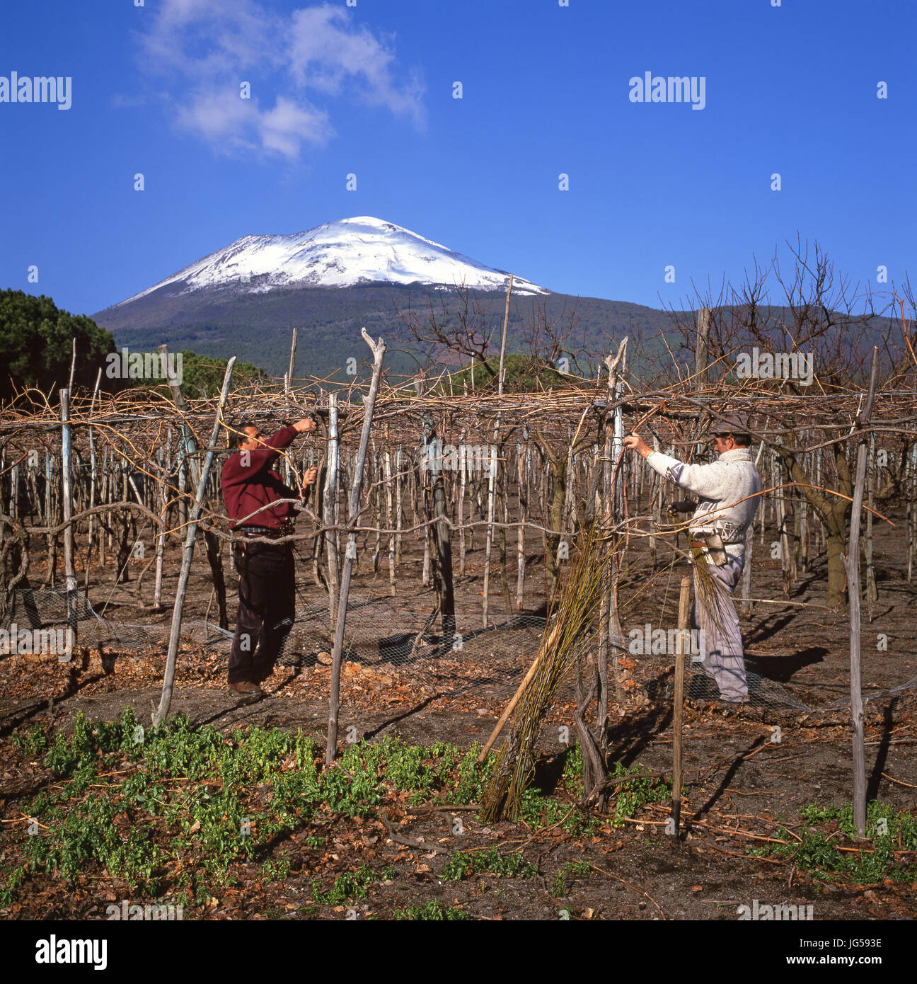 Il Vesuvio vino Vigna lavoratori sulle pendici vulcaniche del Vesuvio la potatura invernale e legatura delle viti in Mastroberardino vigneti, Campania Italia. Foto Stock