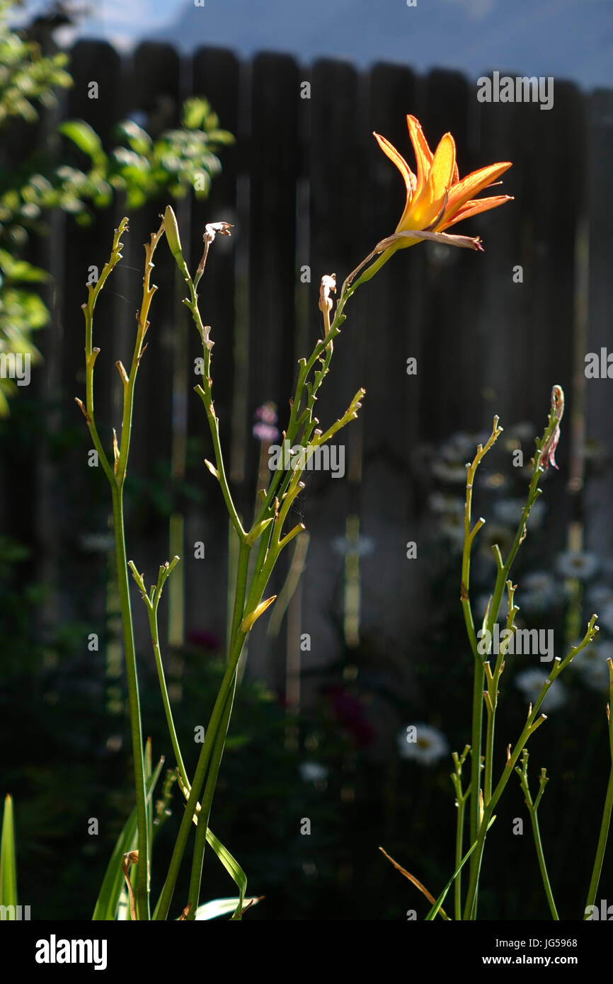 Daylilies sono piante perenni, il cui nome allude ai fiori che di solito durano non più di 24 ore. I fiori della maggior parte delle specie aperto in earl Foto Stock