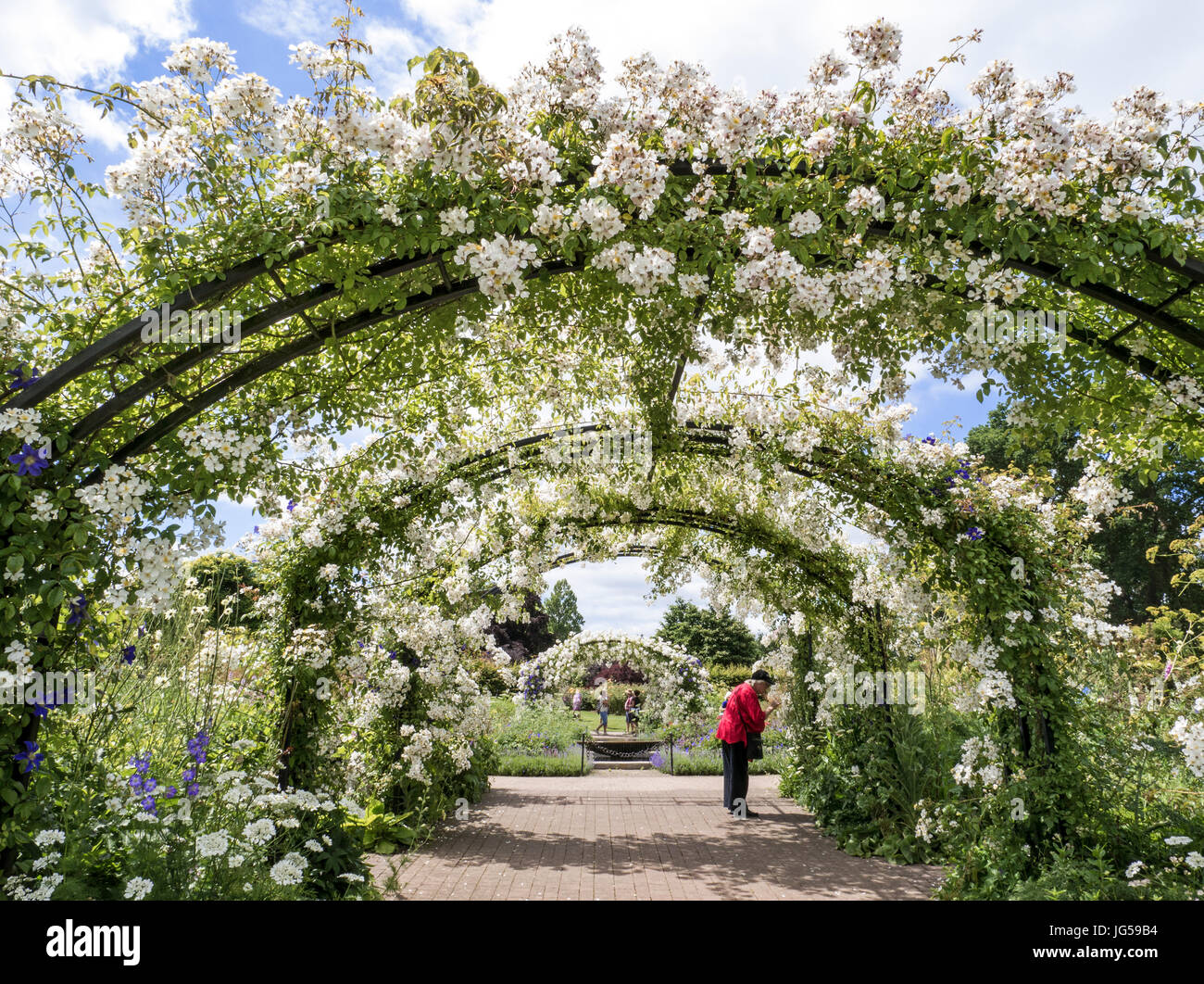 ROSA ARCH Rambling bianco 'Rosa Mulliganii' rosa in perfetta fioritura abbondante nel giardino inglese con le donne appassionati di giardinaggio godendo l'ambiente UK Foto Stock