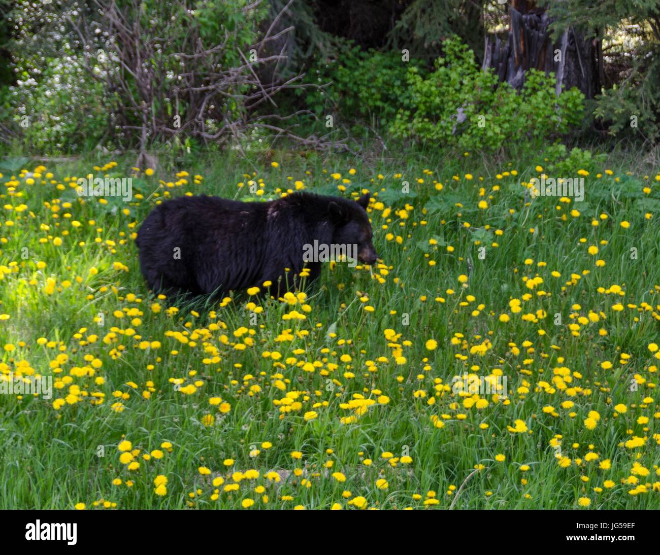 Un orso nero alimentare sui denti di leoni in Kootenay National Park, B.C., Canada. Foto Stock