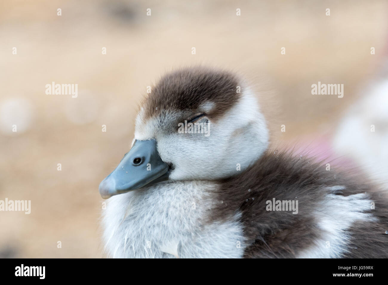 Oca egiziana Gosling chiudere gli occhi Foto Stock