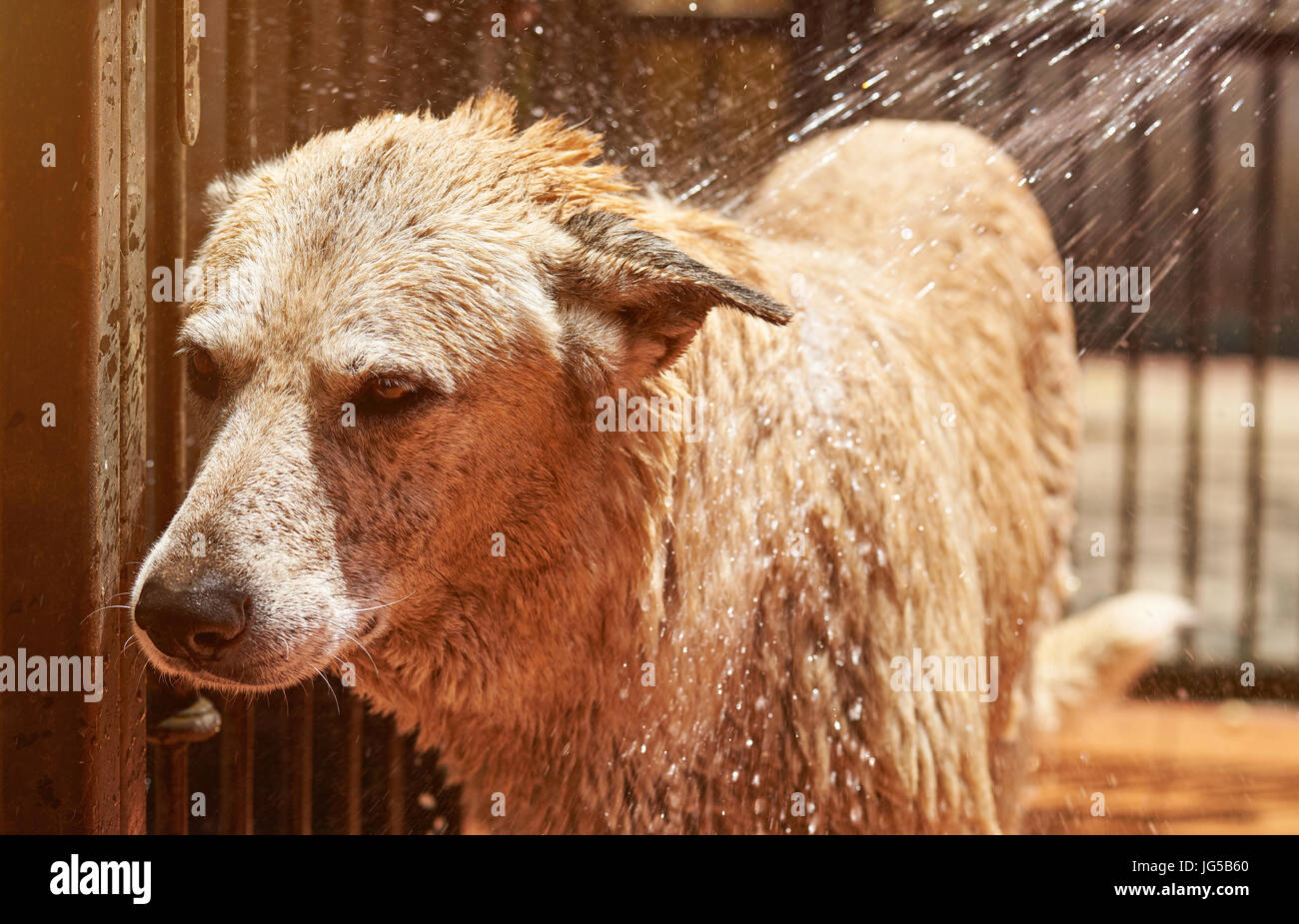 Umido cane marrone in acqua schizzi di close-up. Toelettatura del grande cane pastore Foto Stock