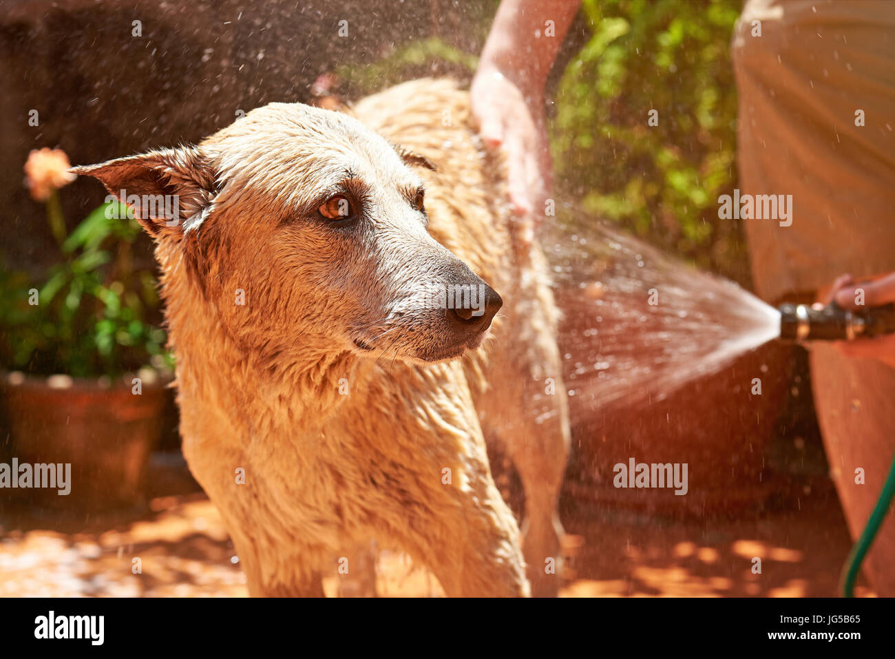 Paura di acqua marrone dogon giornata soleggiata di close-up. Big Dog scary di lavaggio Foto Stock