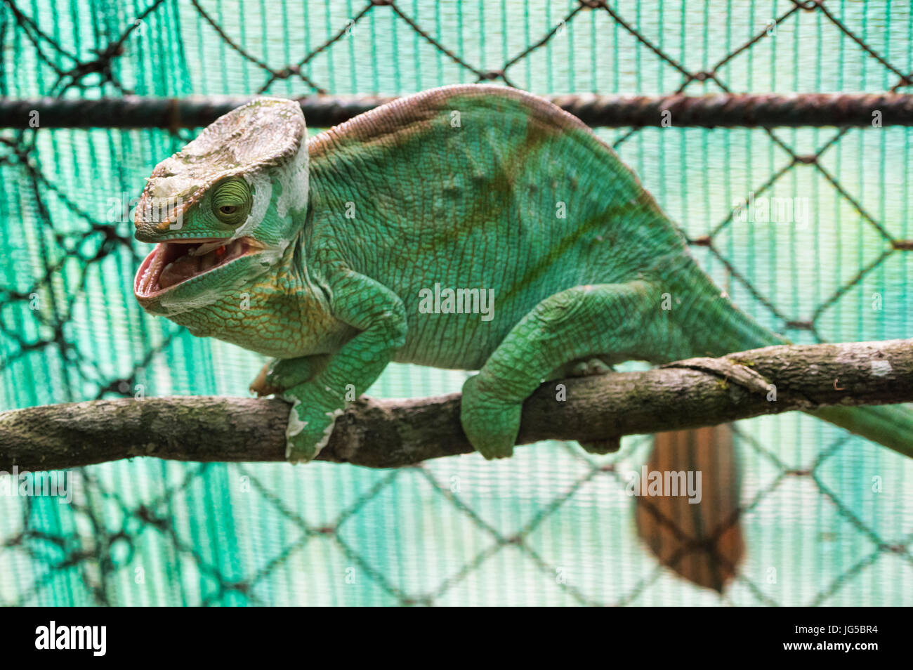 Colorato Parson's chameleon (Calumma parsoni), riserva Vakona, Madagascar Foto Stock