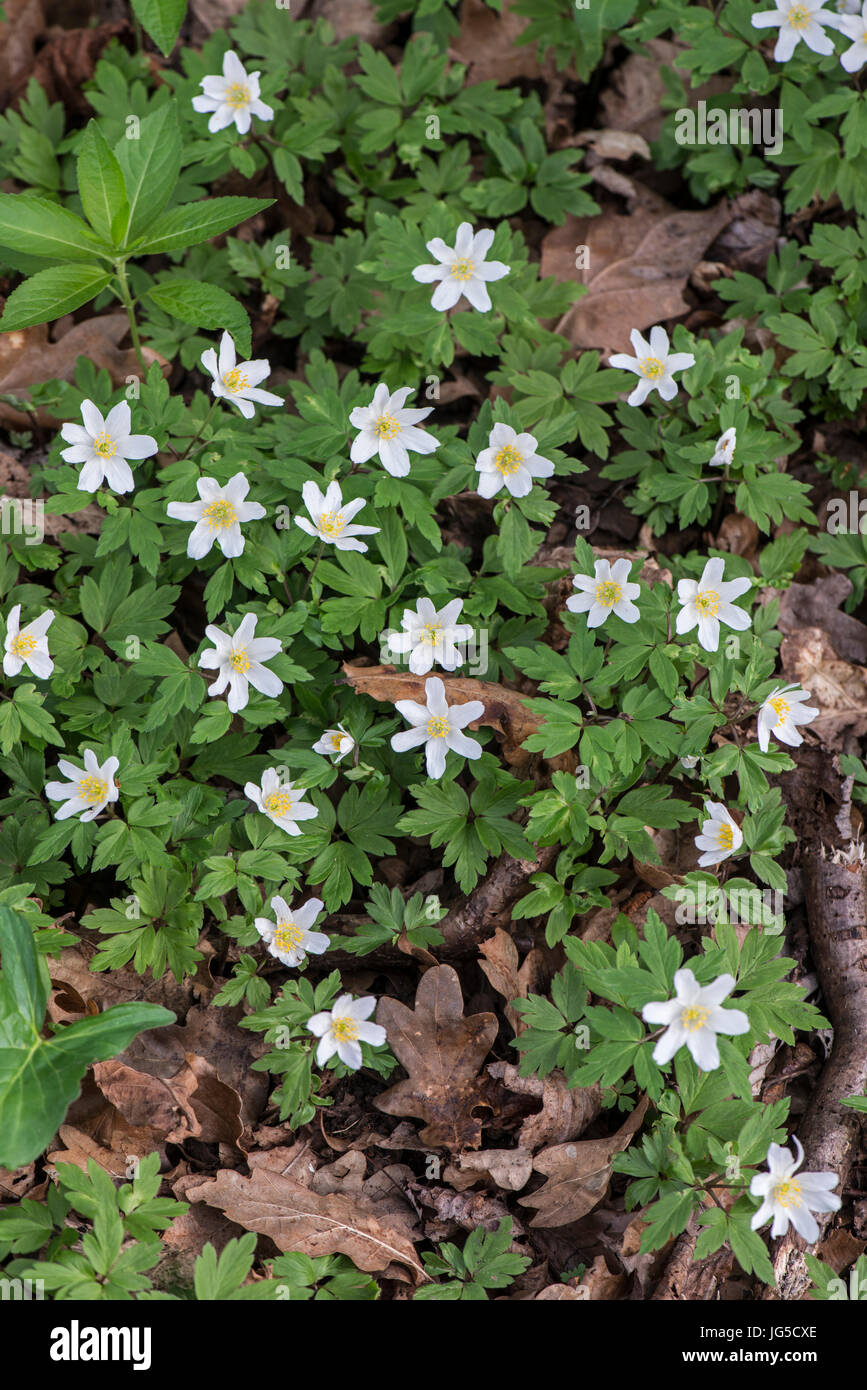 Legno: Anemone Anemone nemorosa ,. Surrey, Inghilterra. Foto Stock