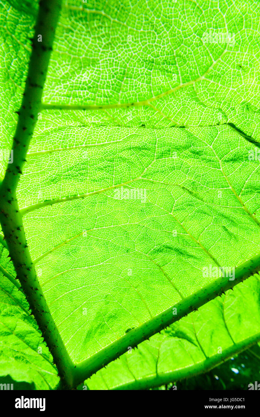 La luce del sole splende attraverso il gigante foglia di una pianta di Gunnera. Foto Stock