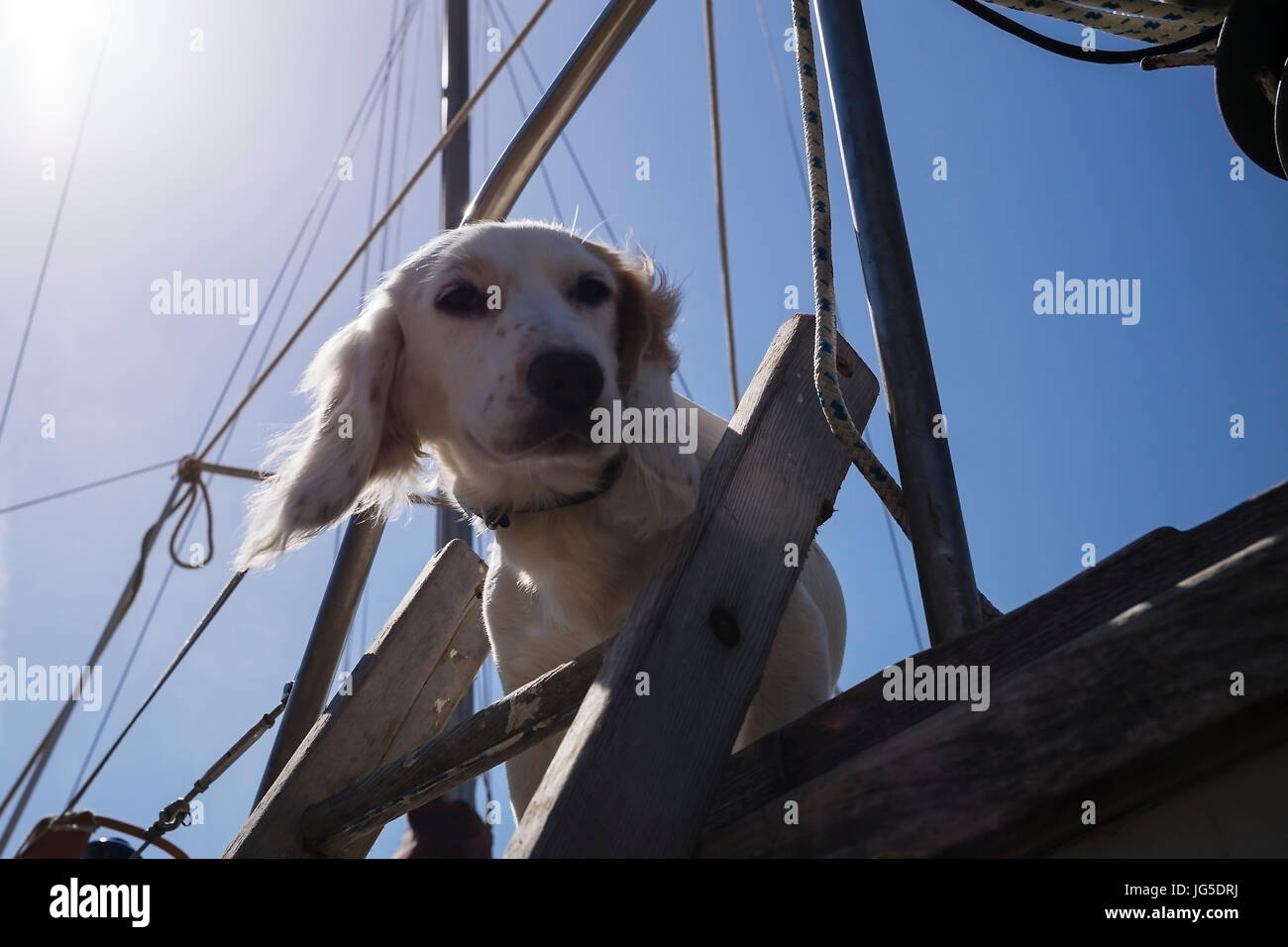 Un simpatico cane in Barmouth Harbour, Gwynedd, Wales, Regno Unito Foto Stock