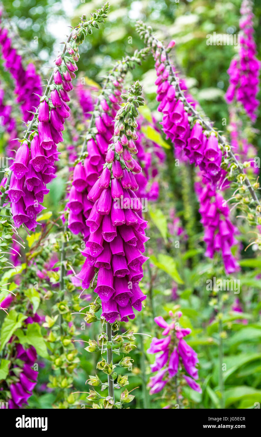 Il fiore viola del Foxglove Foto Stock