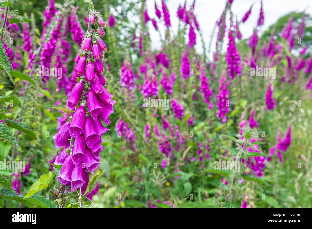 Il fiore viola del Foxglove Foto Stock