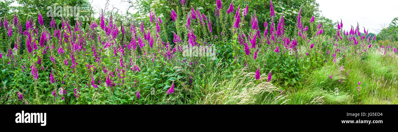 Il fiore viola del Foxglove Foto Stock