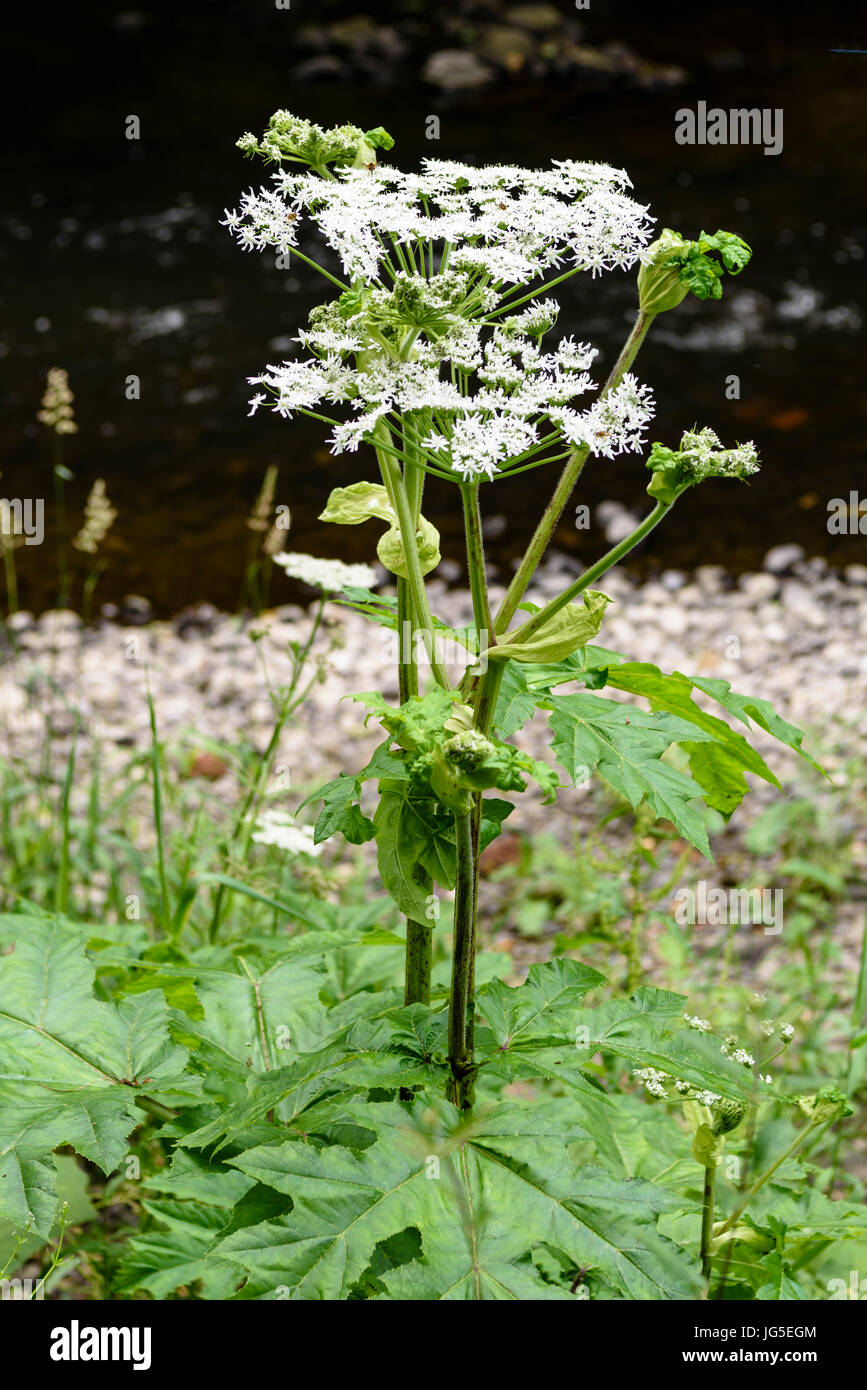 Panace di Mantegazzi (Heracleum mantegazzianum) crescente lungo un fiume. Foto Stock