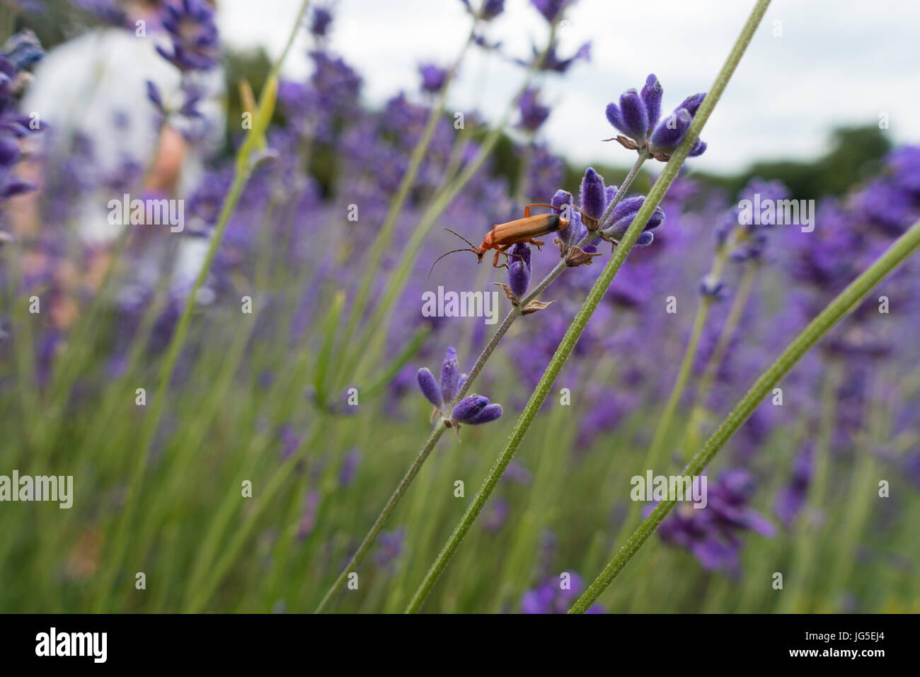 Comune soldato rosso Beetle Foto Stock