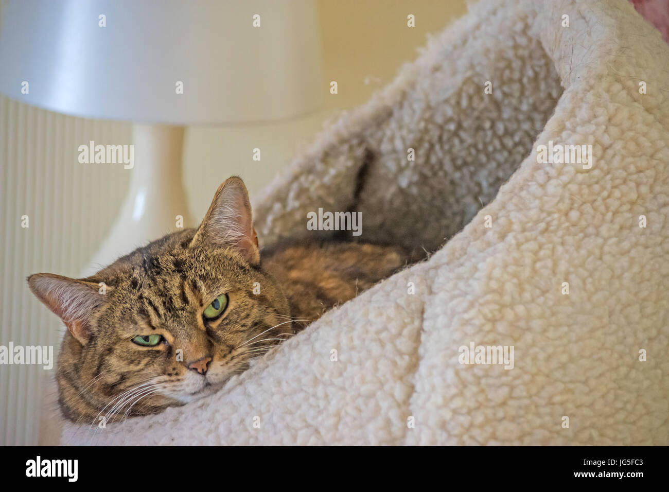 Tabby cat cercando sonnolenta con occhi verdi Foto Stock