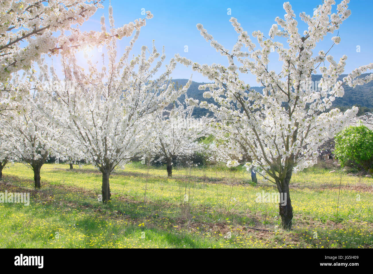 Apple Blossom in primavera la provenza Foto Stock