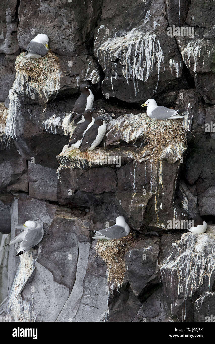 La Brünnich Guillemot (Uria lomvia) Foto Stock