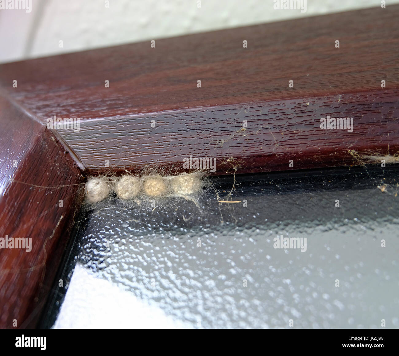 Quattro spider bozzoli attaccata alla porta di vetro Foto Stock