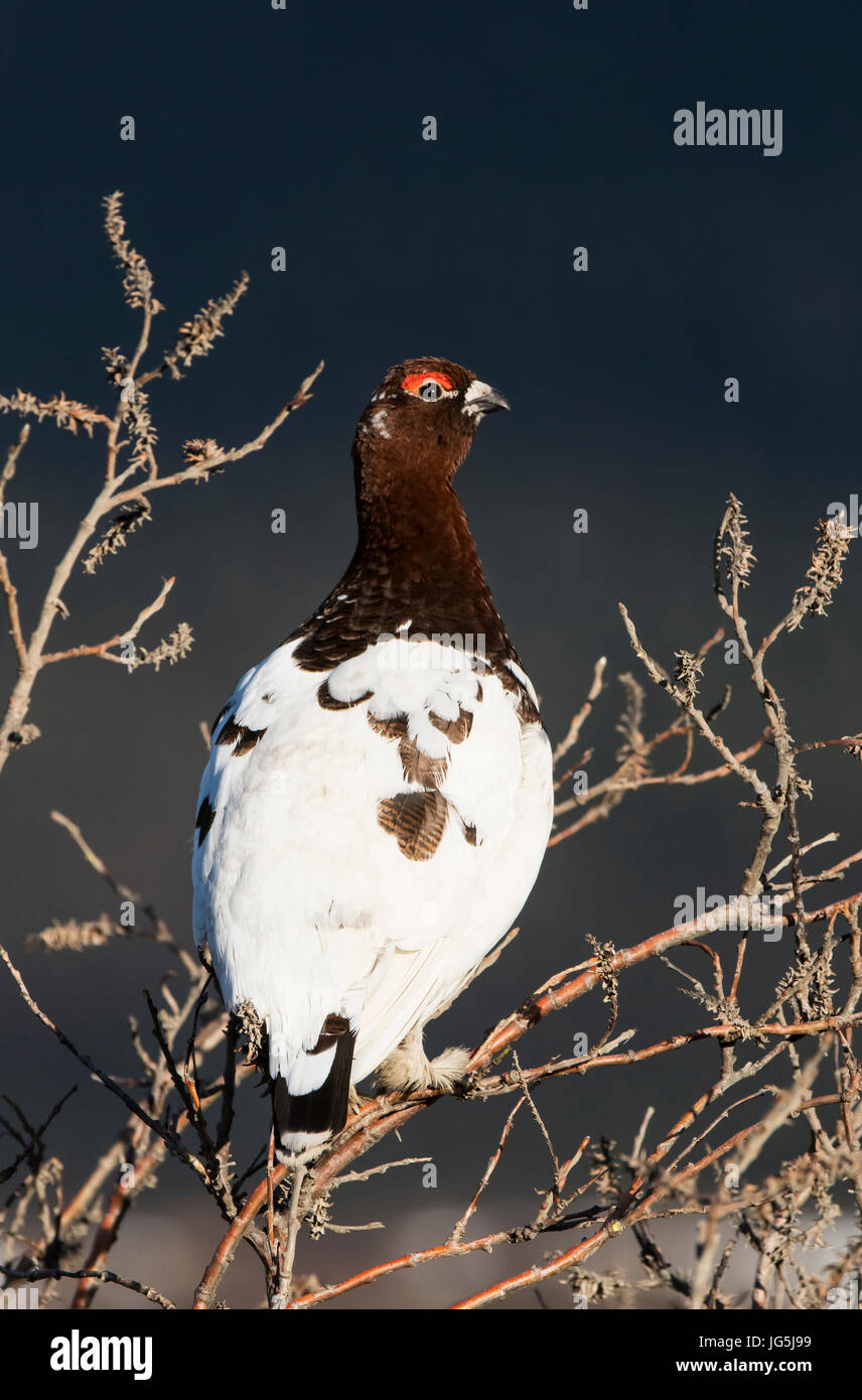 Willow Ptarmigan, maschio, molla piumaggio di allevamento, tundra, Parco Nazionale di Denali, Alaska. Foto Stock