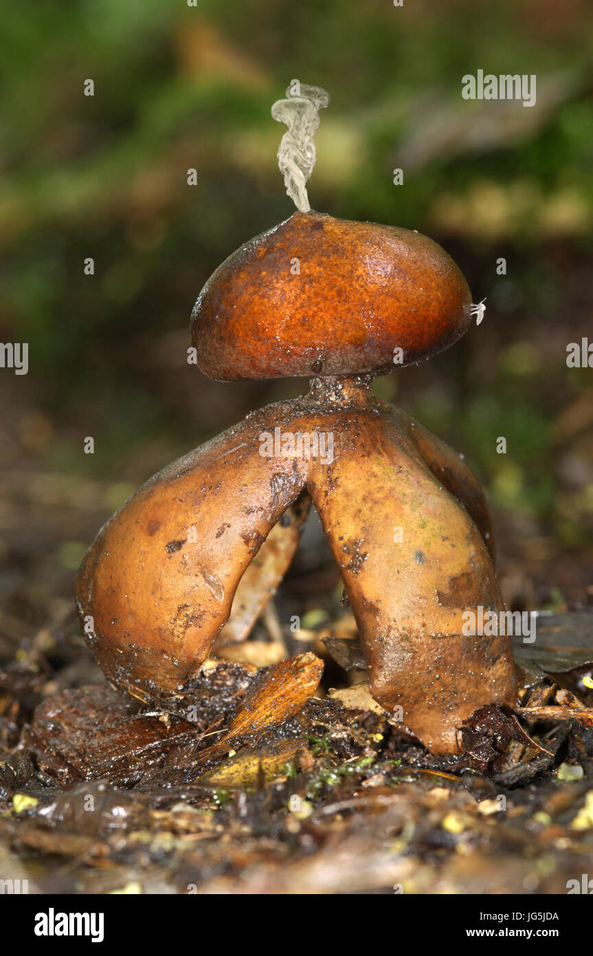 Earthstar arcuata (aka Earthstar acrobatico) - Geastrum fornicatum Foto Stock