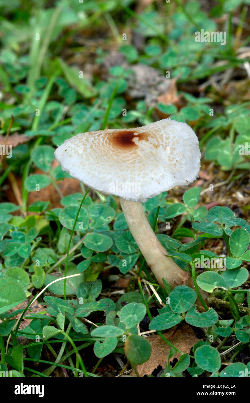 Dapperling puzzolente - Lepiota cristata Foto Stock