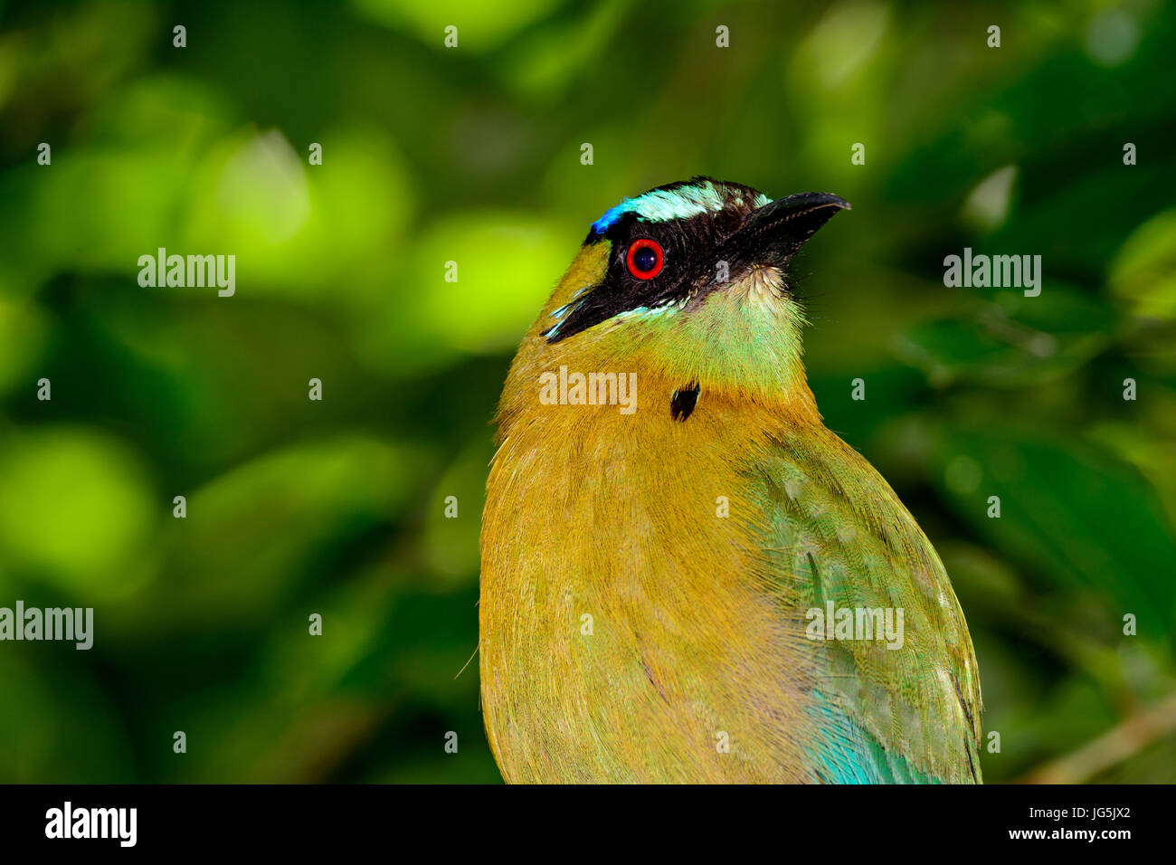 Lezione di motmot, blu-crowned Motmot o Blu-diademed motmot (Momotus lessonii). Inclinazione verso l'alto. Close-up front. Bokeh sfondo della giungla folage. Foto Stock