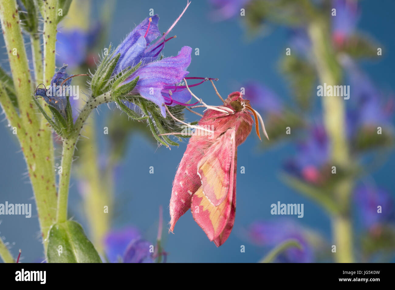 Kleiner Weinschwärmer, Deilephila porcellus, Pergesa porcellus, piccole elephant hawkmoth, piccole elephant hawk-moth, Petit sphinx de la vigne, Petit pou Foto Stock