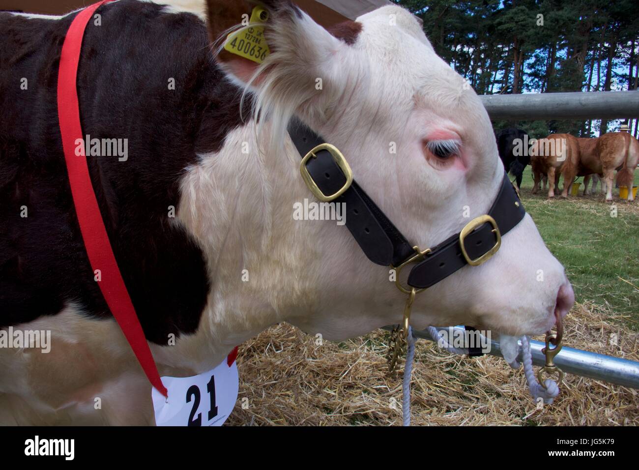 Bull pen a Malton Visualizza, Malton, North Yorkshire, Regno Unito Foto Stock